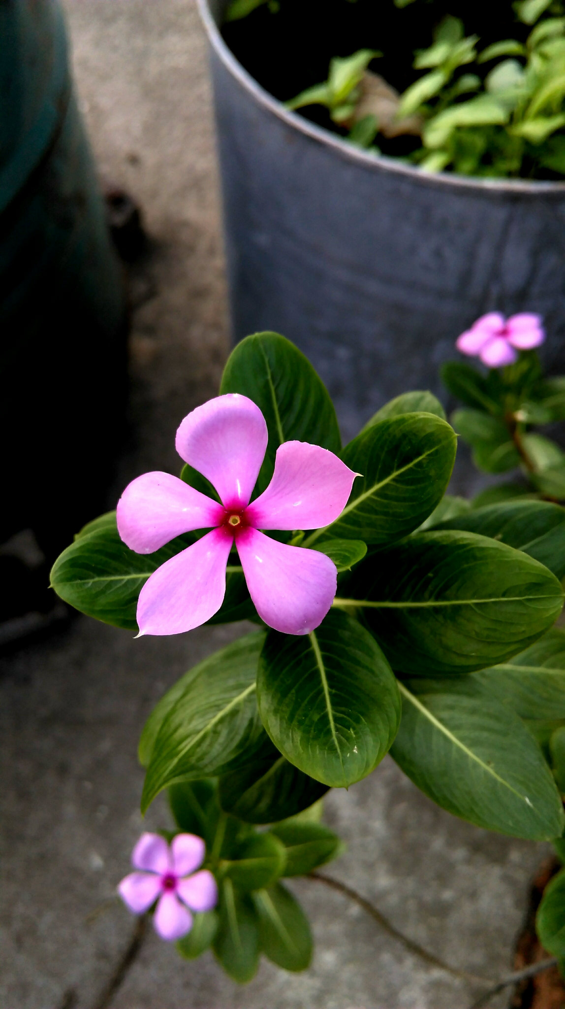 HTC DESIRE 626 sample photo. Roof flower photography