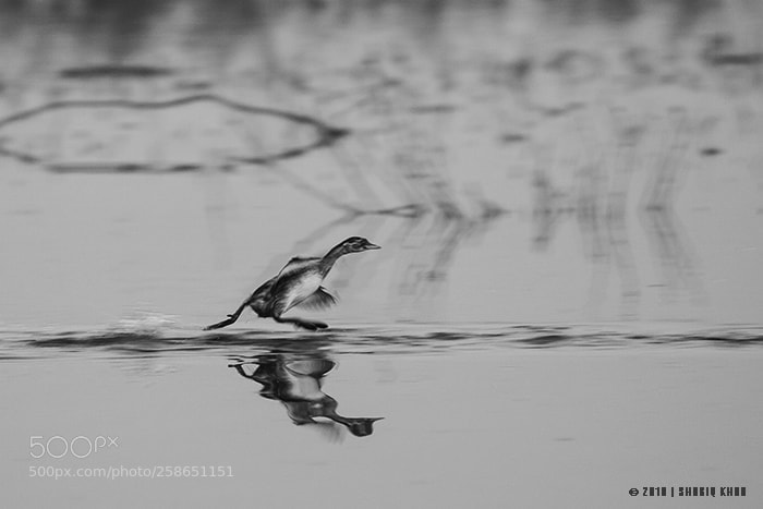 Nikon D3100 sample photo. Sprint over water photography