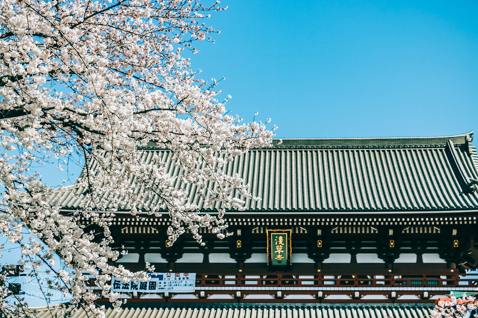 Canon EOS 750D (EOS Rebel T6i / EOS Kiss X8i) sample photo. Sakura of sensoji photography