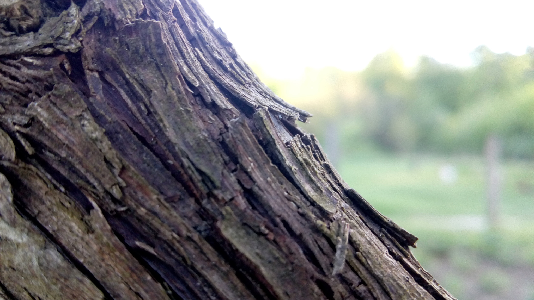 Lenovo VIBE K10 sample photo. The bark photography