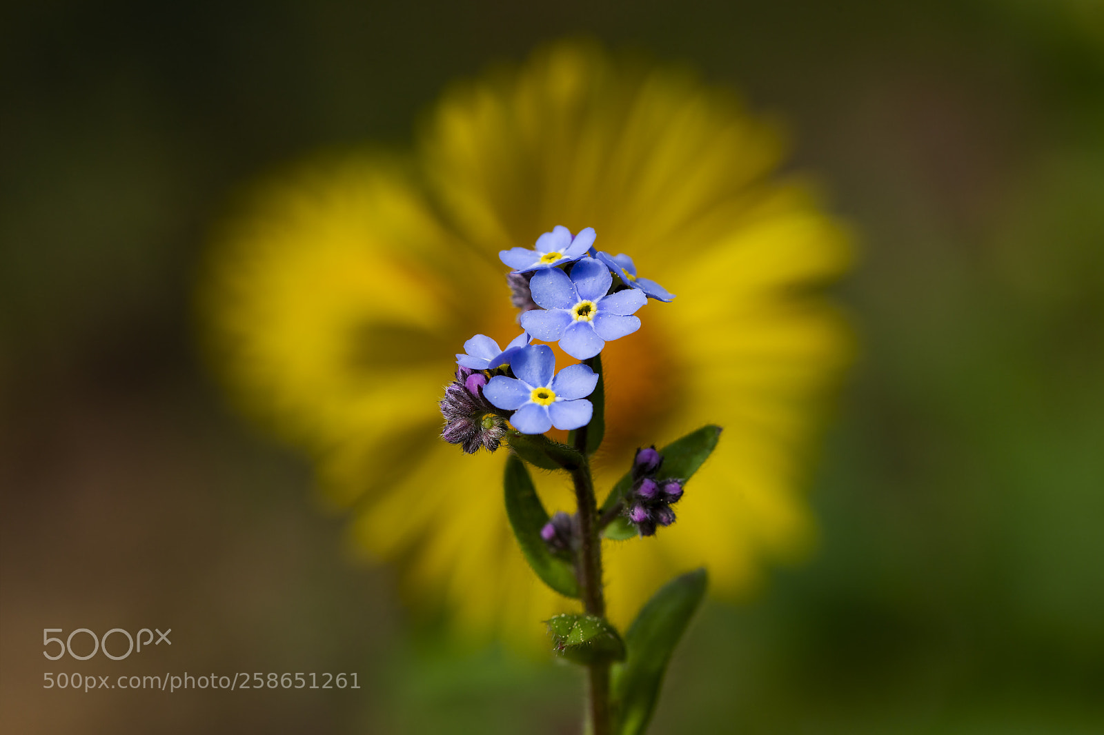 Canon EOS 6D sample photo. Macro photography