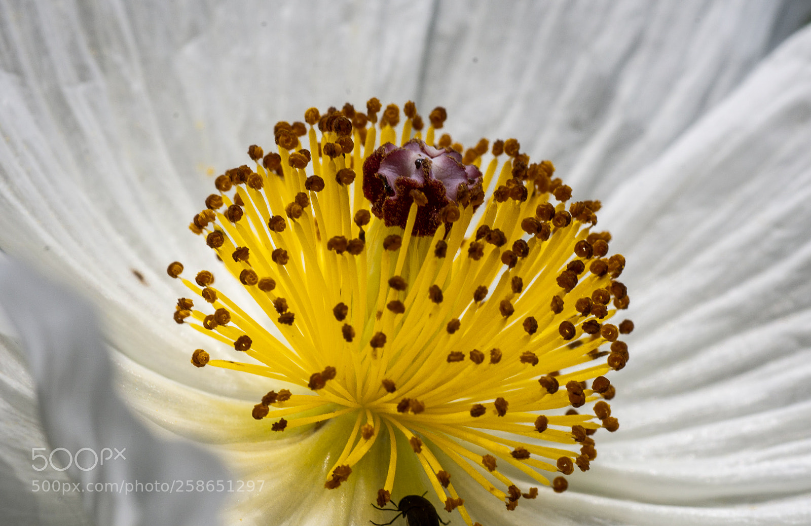 Nikon D7200 sample photo. Yellowflower photography