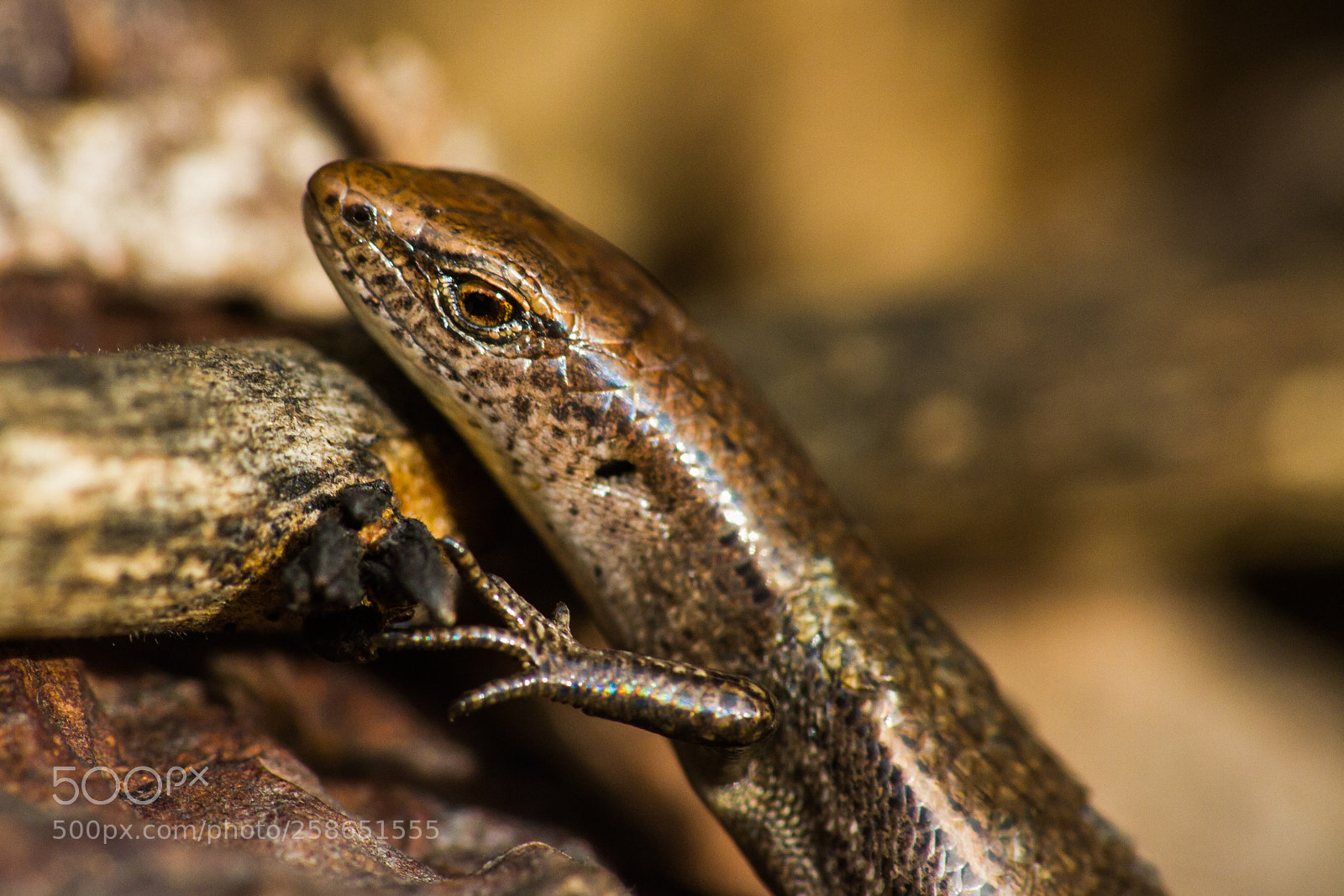 Canon EOS 7D sample photo. Gecko photography