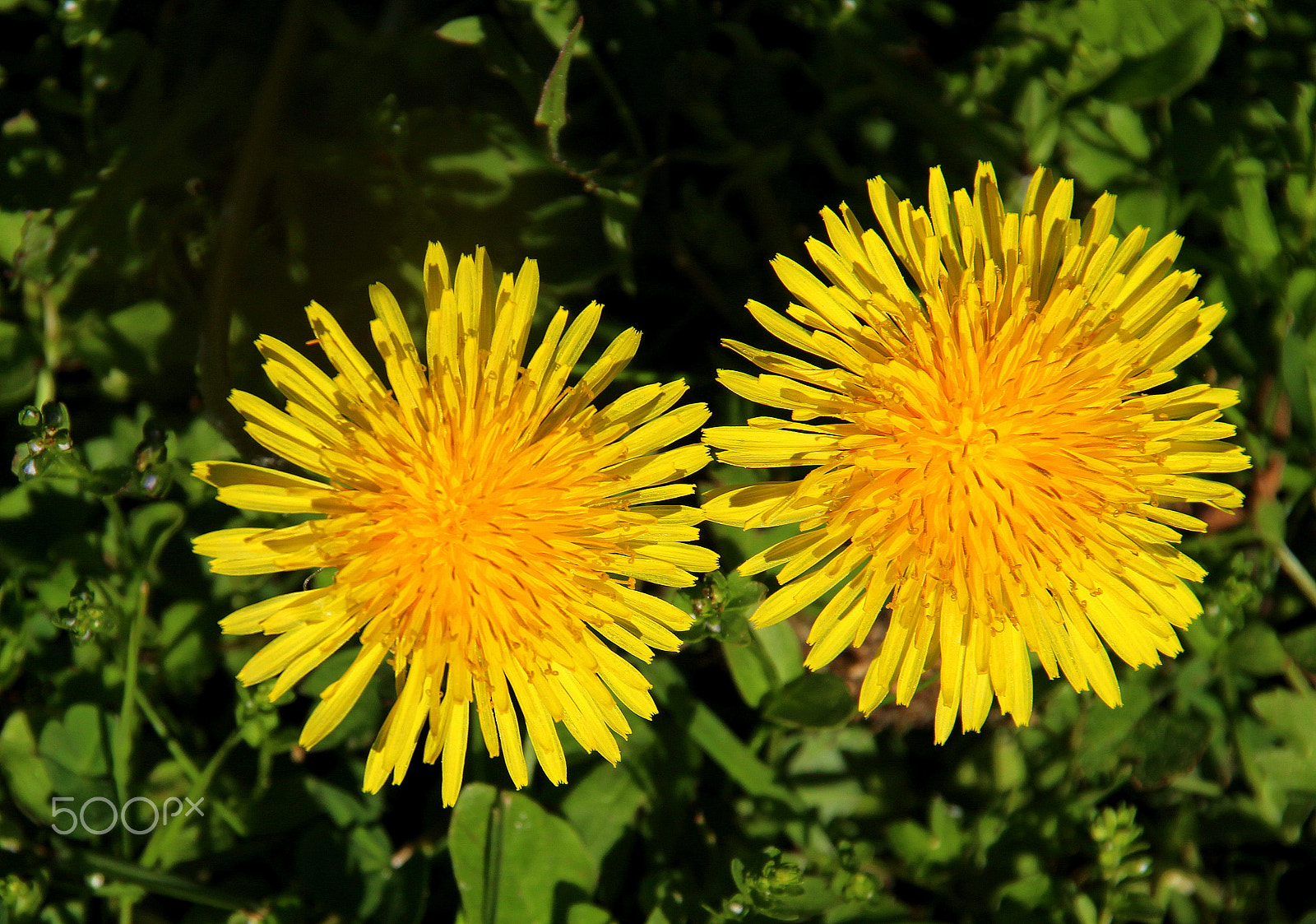 Canon EOS 700D (EOS Rebel T5i / EOS Kiss X7i) + Sigma 18-200mm f/3.5-6.3 DC OS sample photo. The yellow ones photography