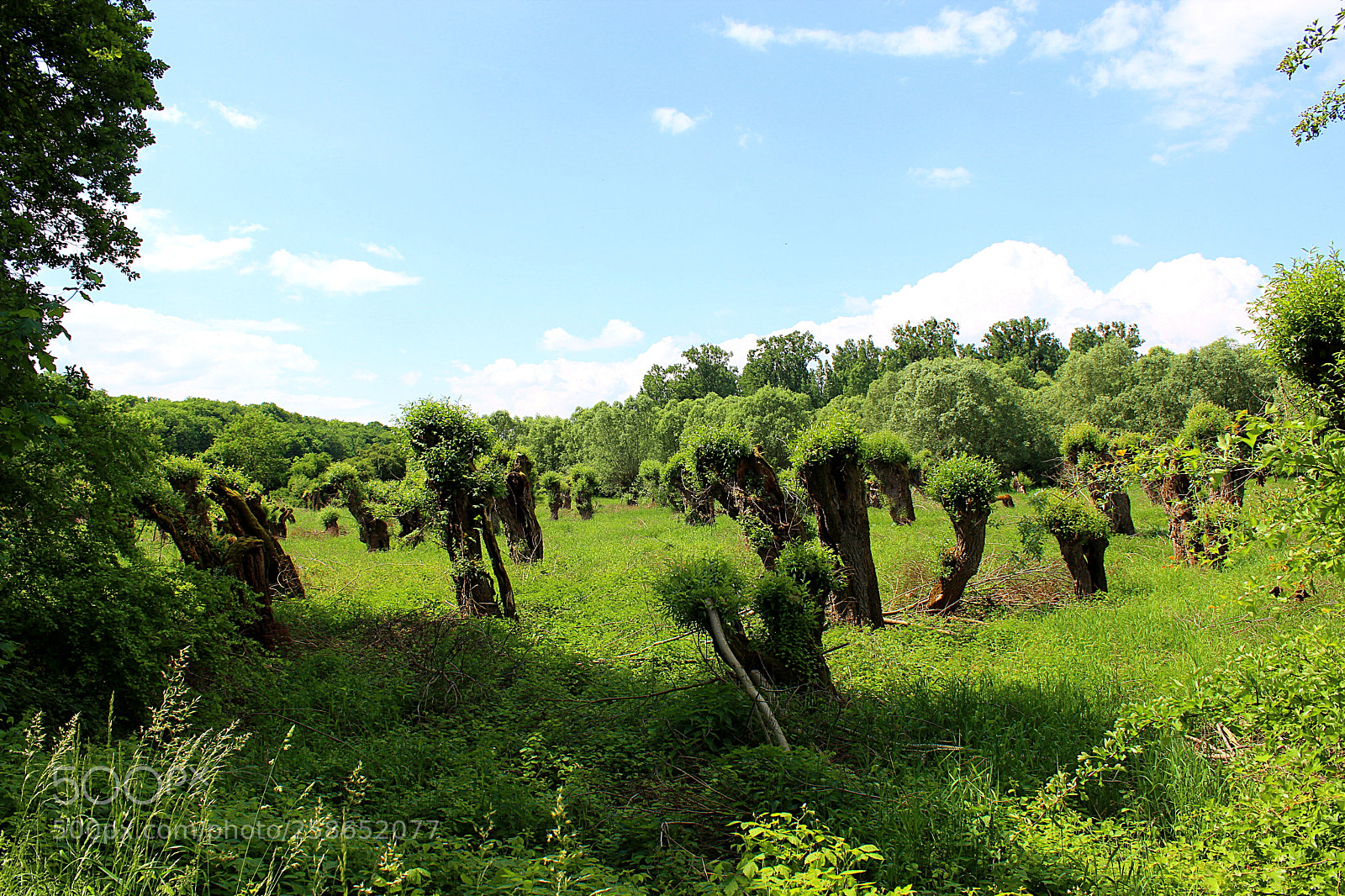Canon EOS 600D (Rebel EOS T3i / EOS Kiss X5) sample photo. Im ried photography