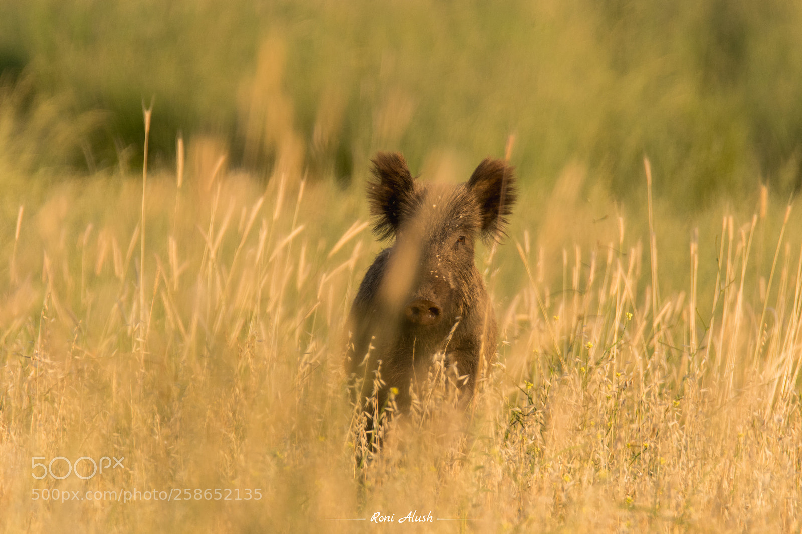 Nikon D500 sample photo. Yellow grass photography