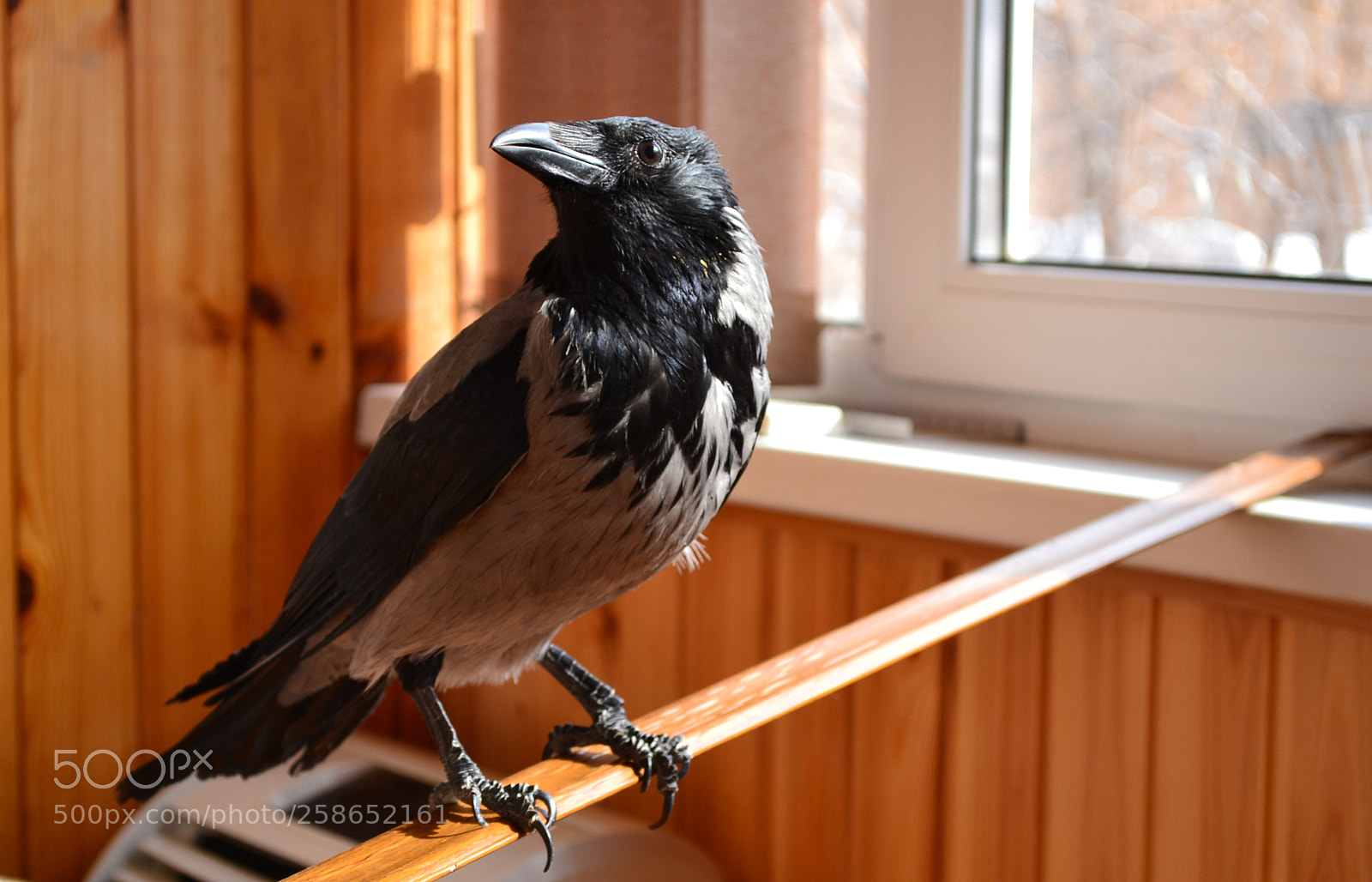 Nikon D3100 sample photo. One of my pets photography
