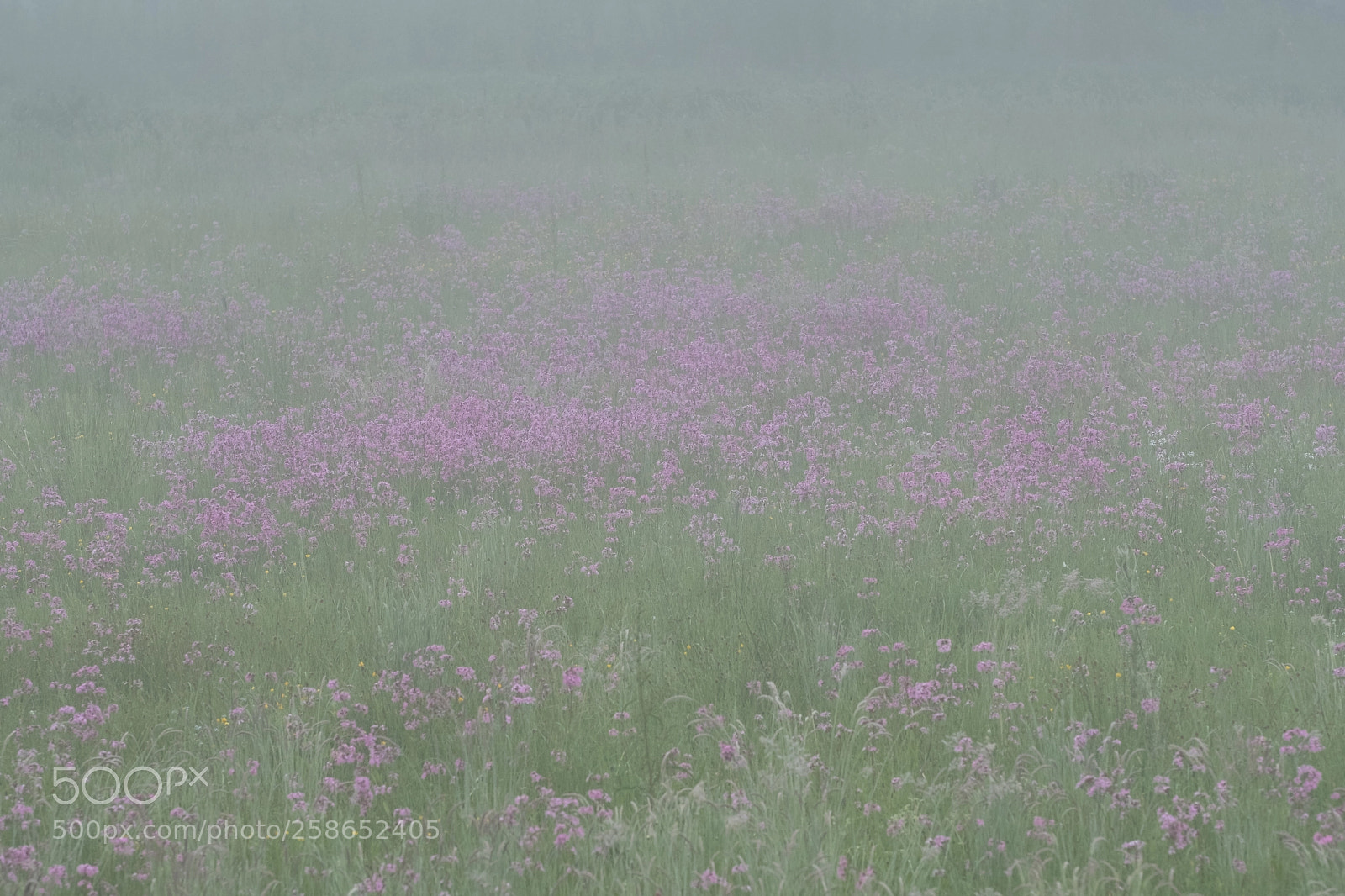 Fujifilm X-T2 sample photo. Morning meadow photography