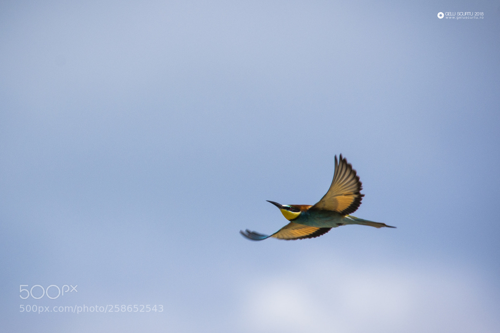 Nikon D7200 sample photo. Meropidae photography