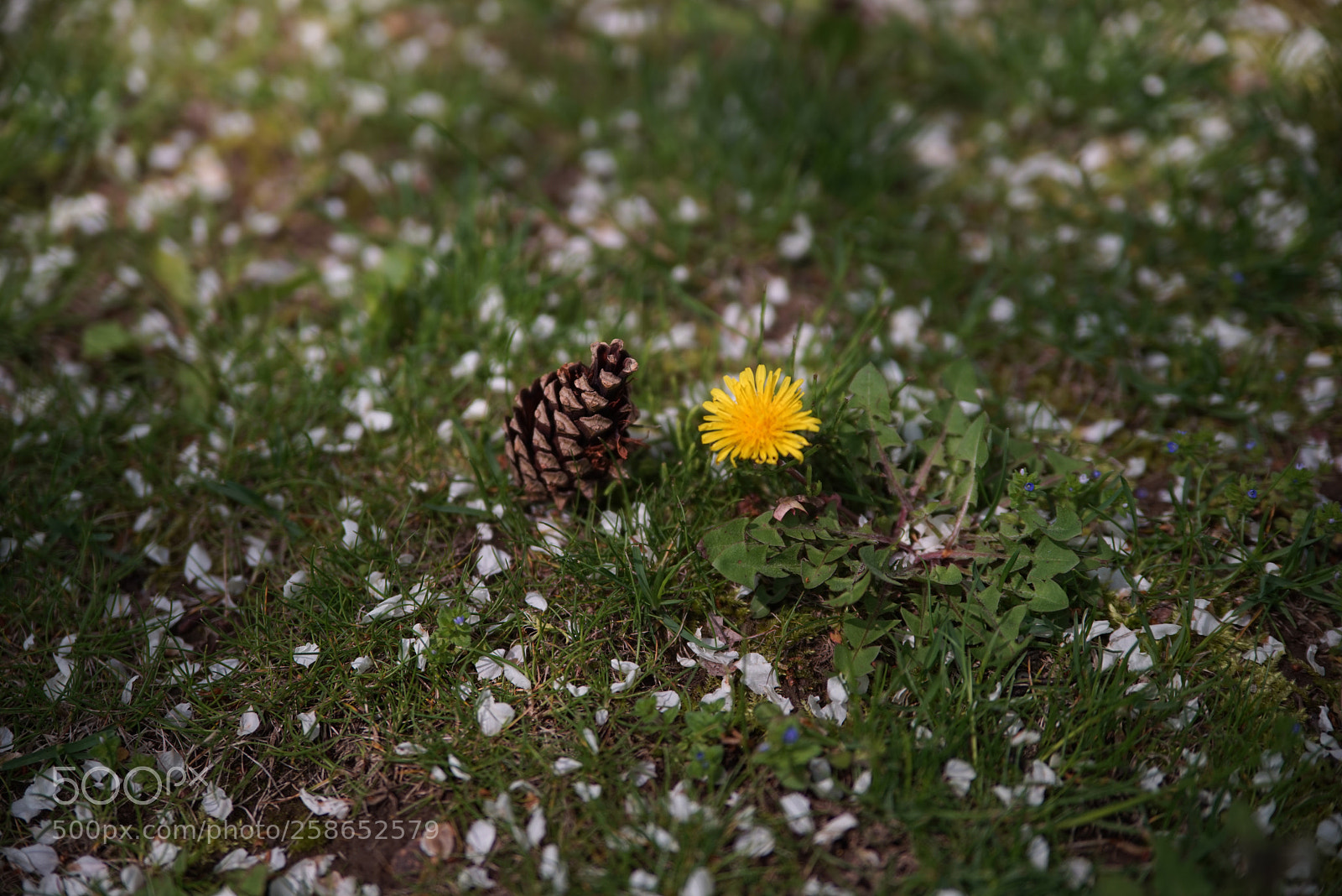 Sony a7R sample photo. 花びら散る下で photography