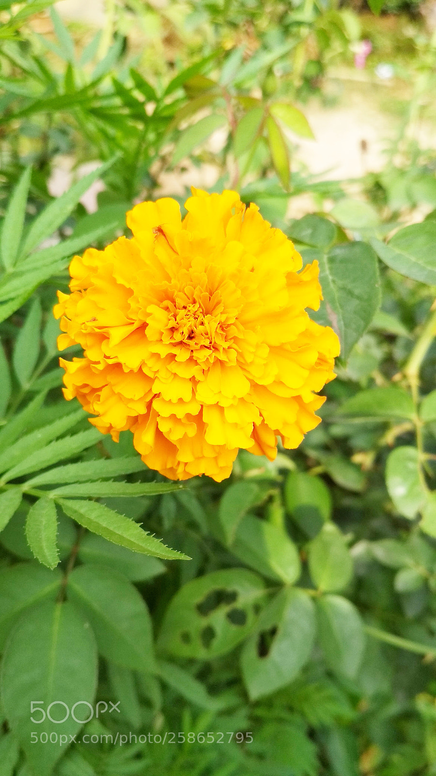 Xiaomi Redmi 4 Pro sample photo. Untitled photography