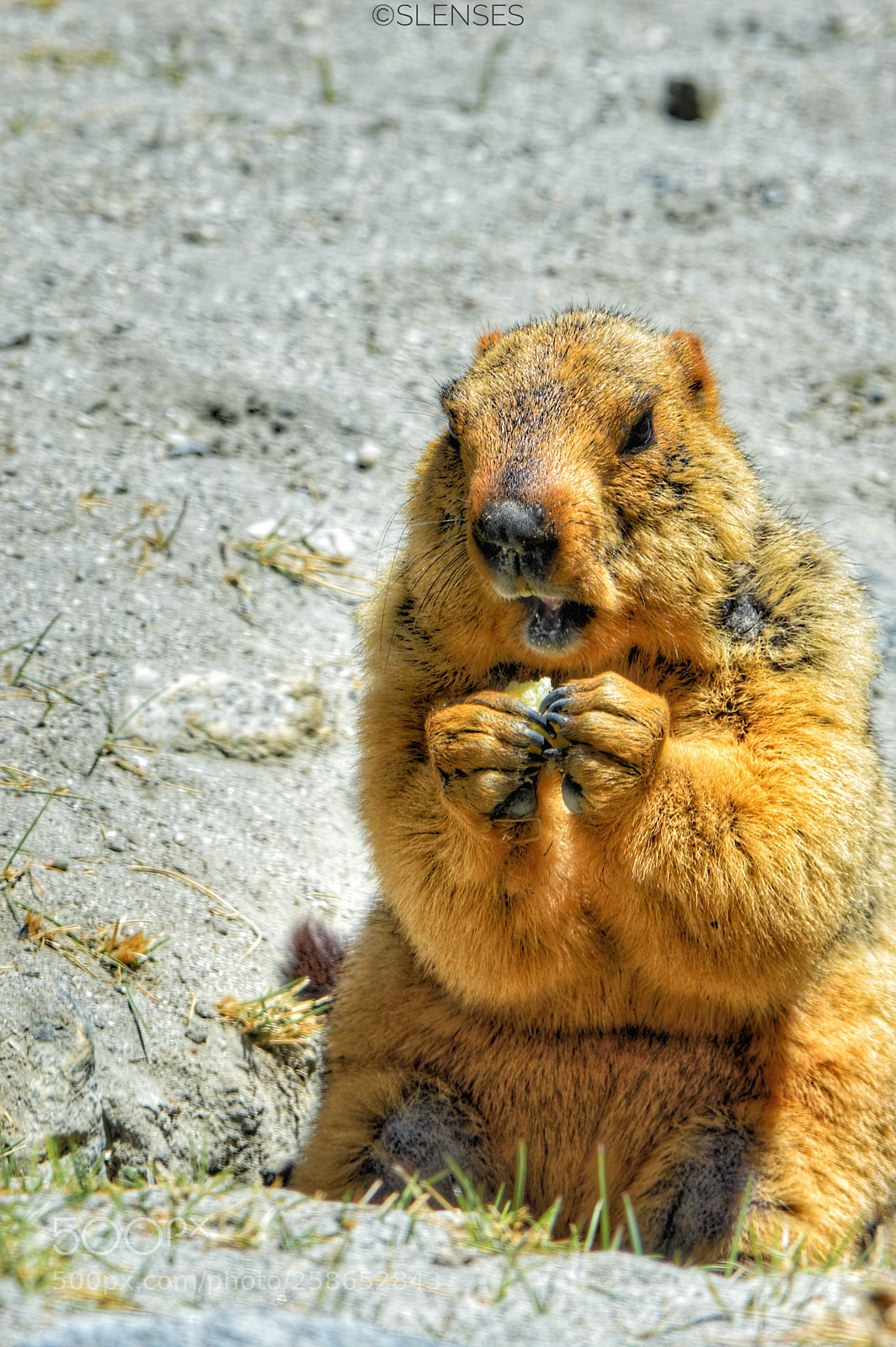 Nikon D3200 sample photo. #groundhogday photography