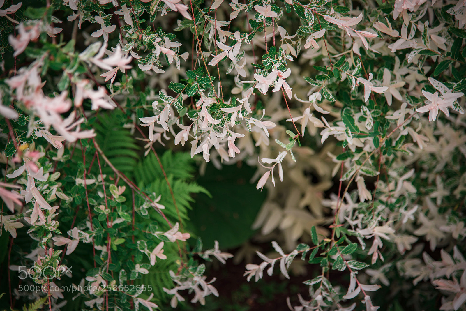 Nikon D750 sample photo. Springtime ψ(｀∇´)ψ photography