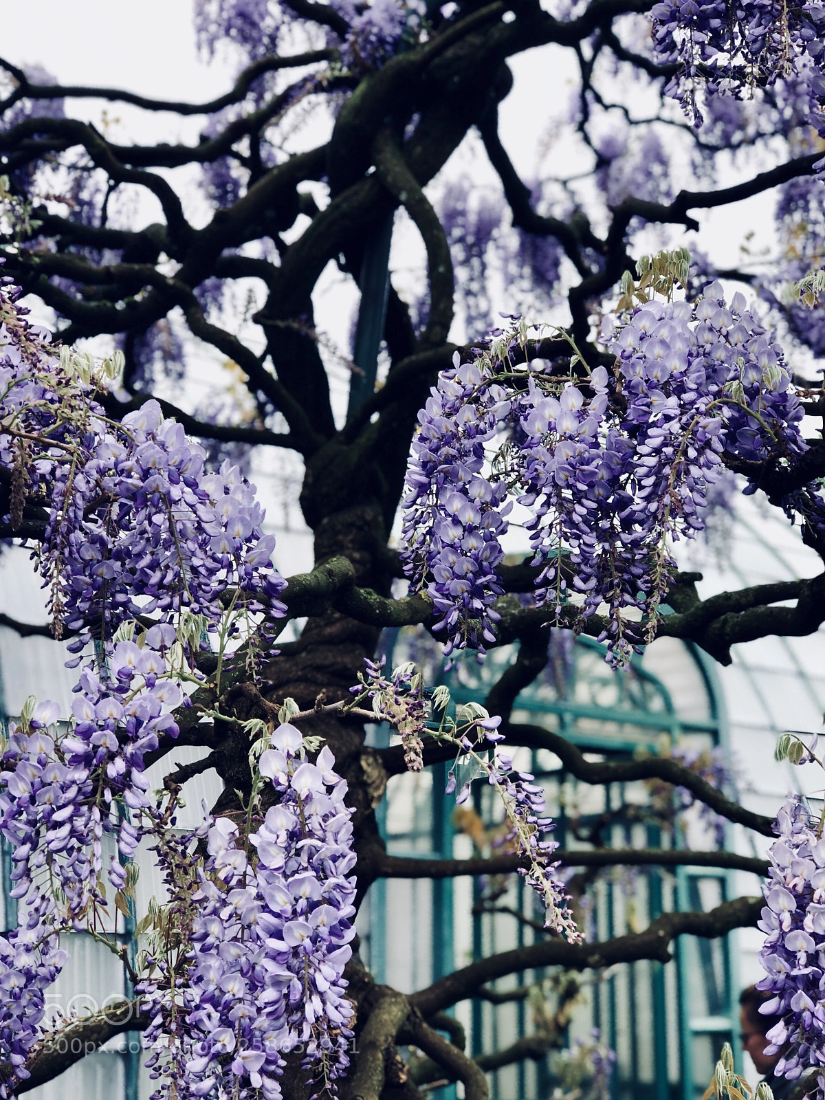 Apple iPhone 8 Plus sample photo. Royal greenhouses 9 photography