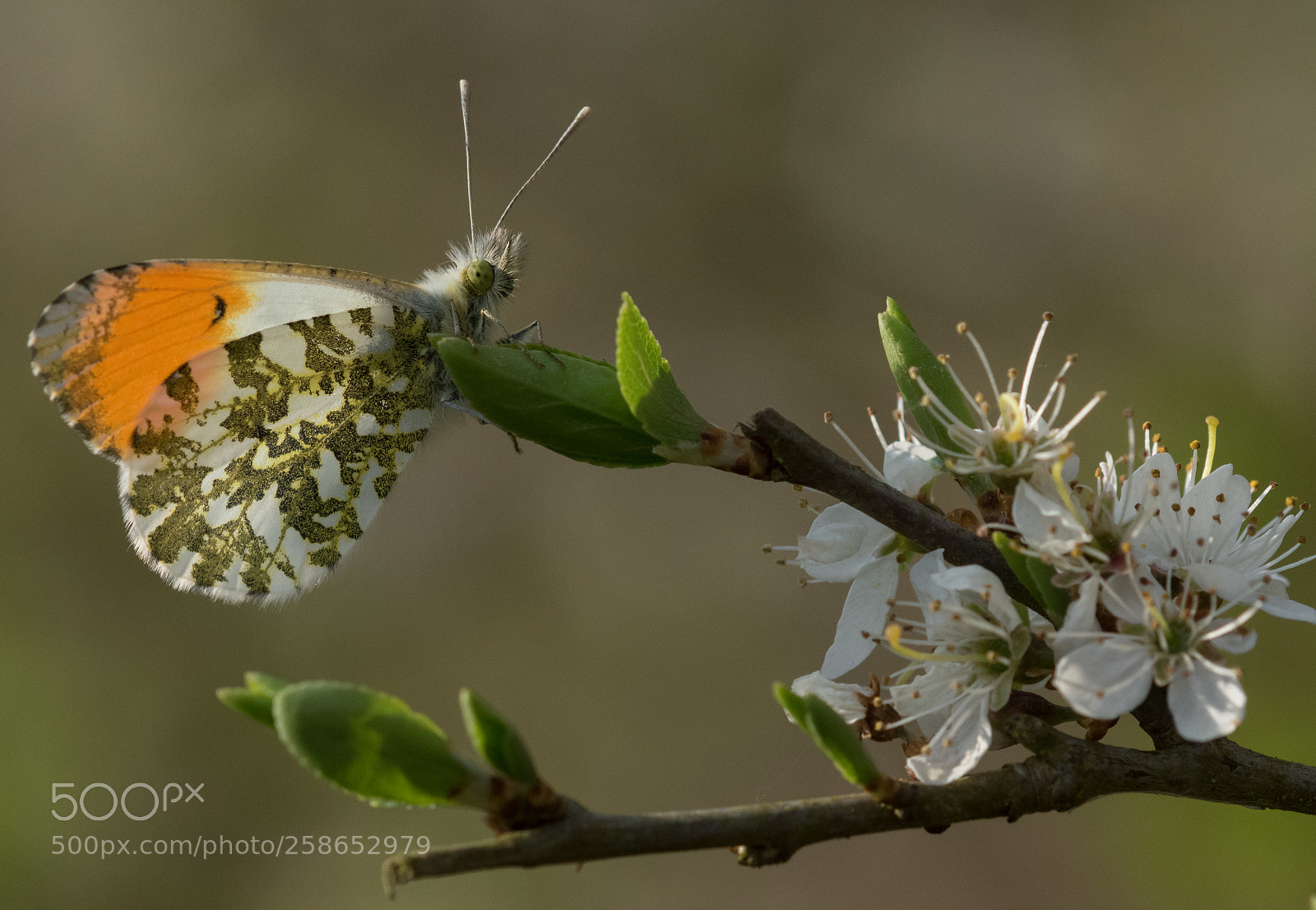 Nikon D5600 sample photo. Orangetip photography