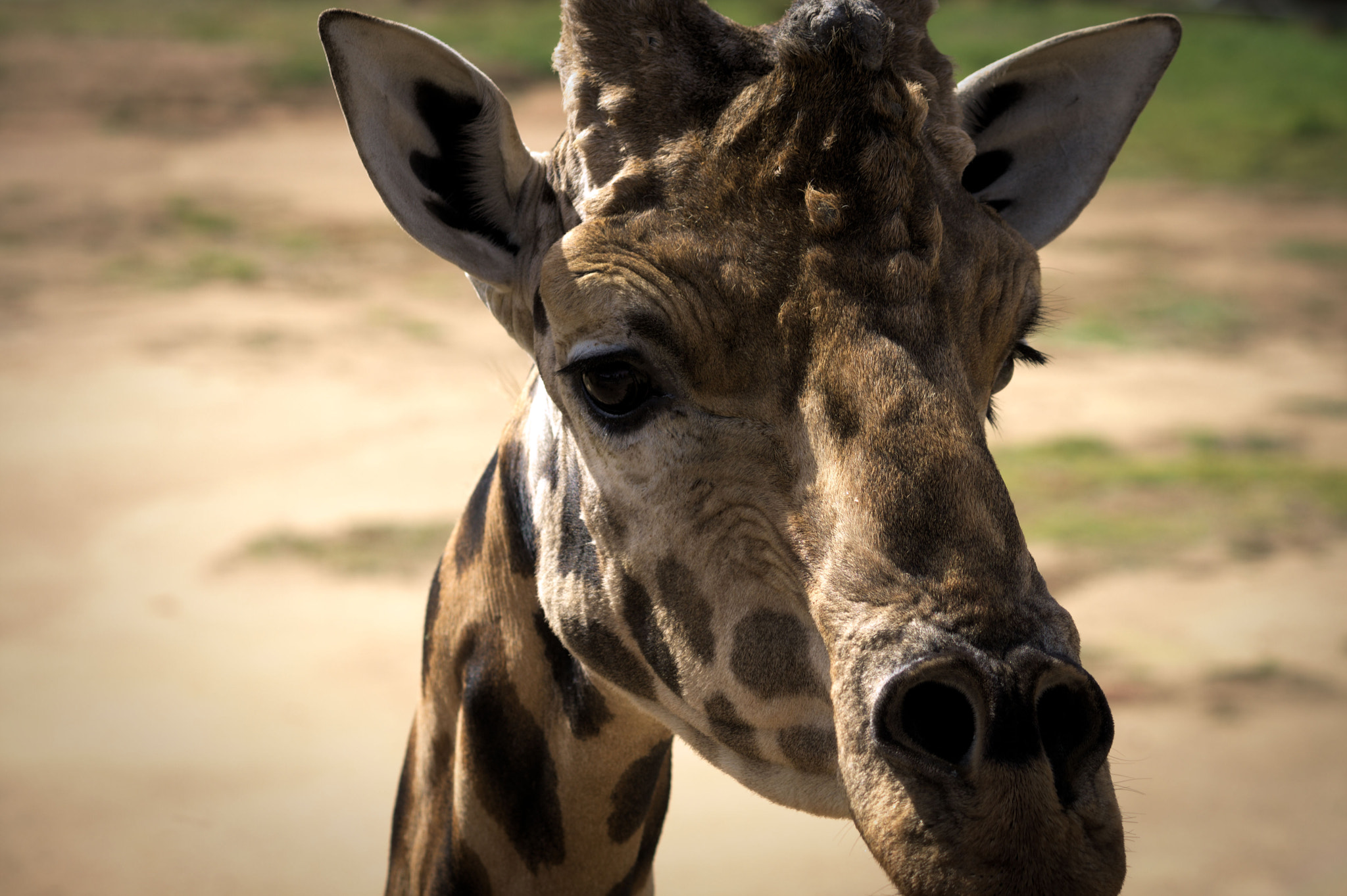 Canon EOS 1000D (EOS Digital Rebel XS / EOS Kiss F) sample photo. Giraffe nat zoo photography