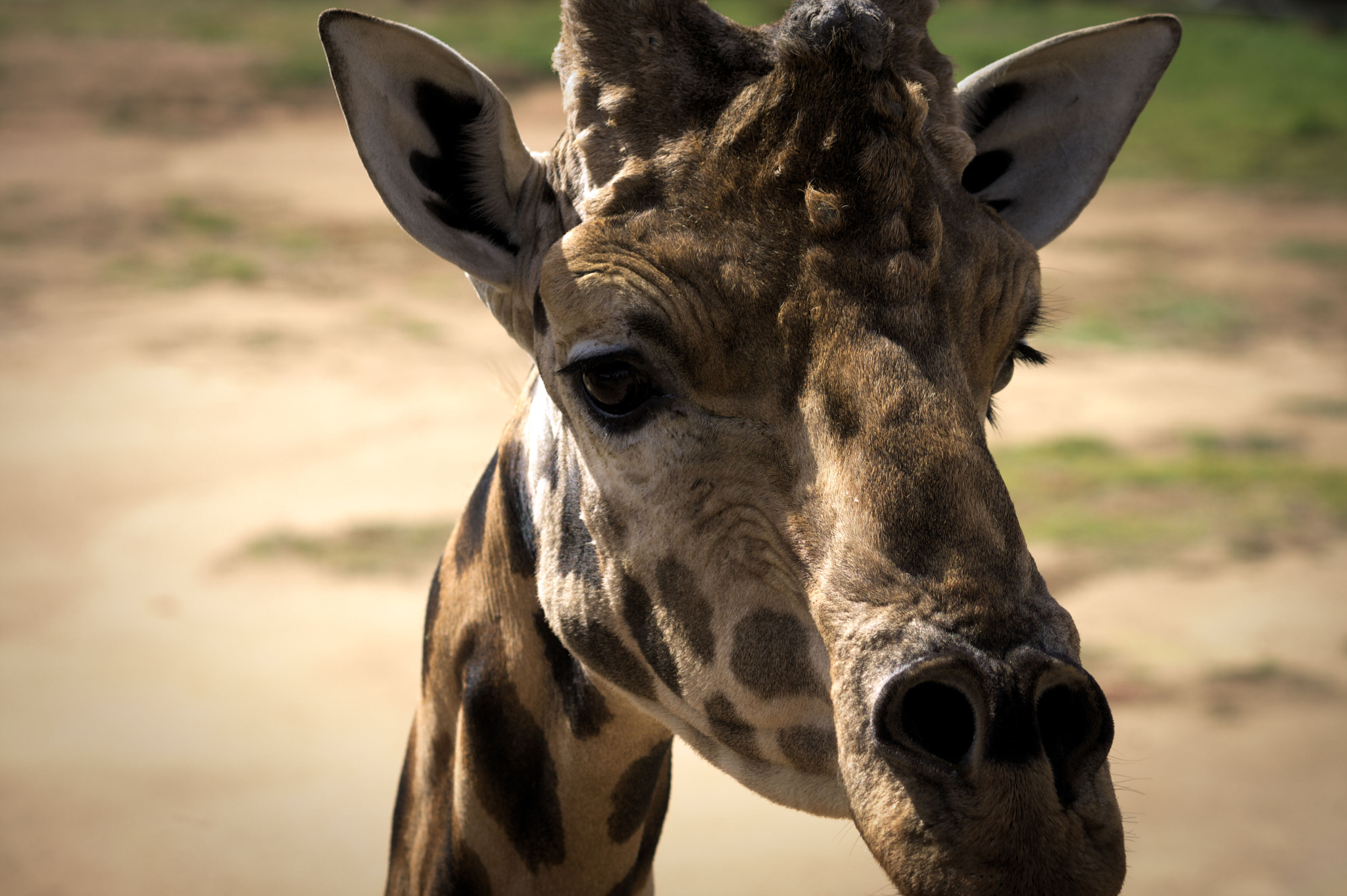 Canon EF-S 55-250mm F4-5.6 IS sample photo. Giraffe nat zoo photography