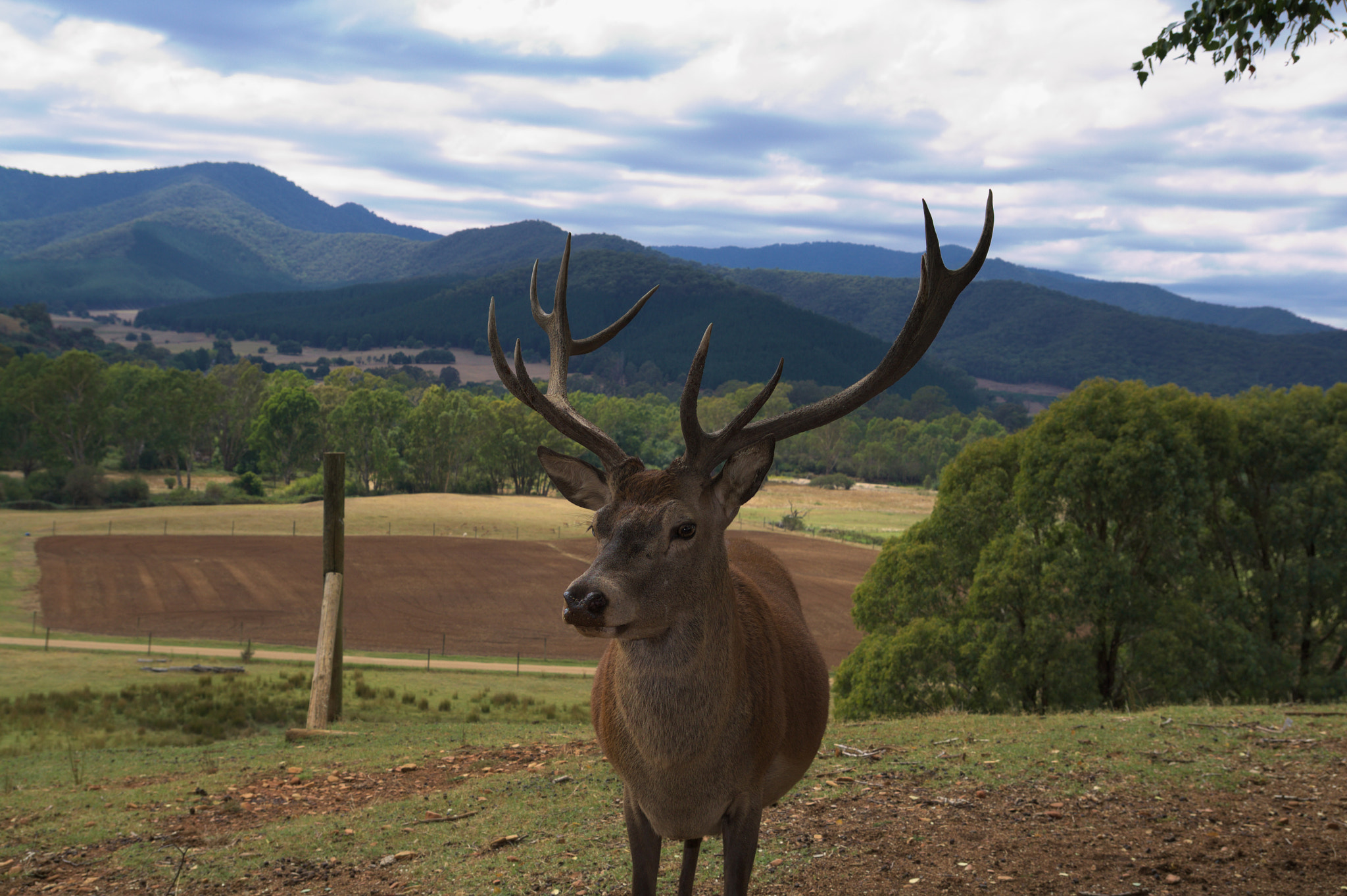 Tamron SP AF 17-50mm F2.8 XR Di II LD Aspherical (IF) sample photo. Red deer photography