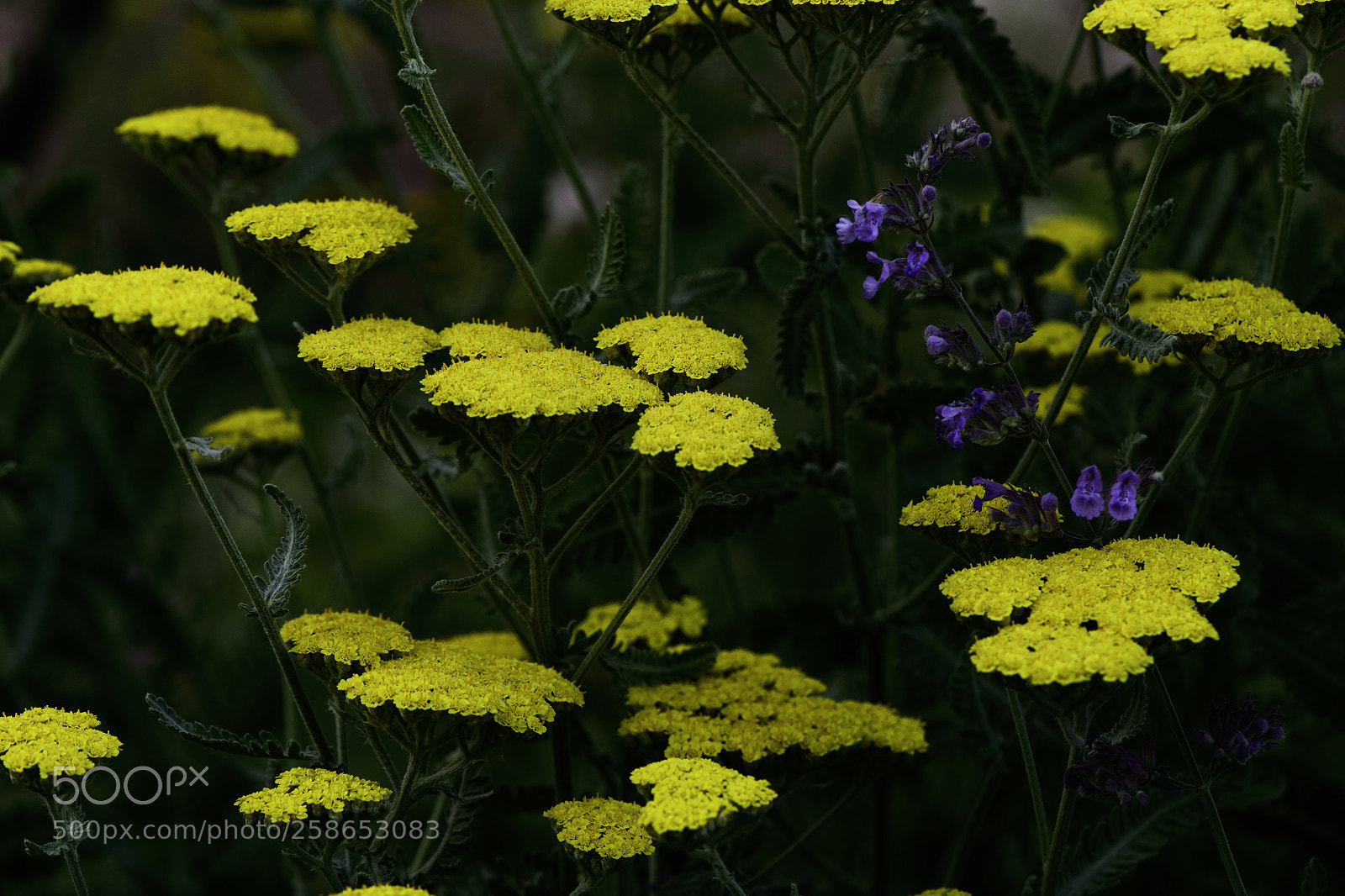 Nikon D750 sample photo. Yellow with purple photography