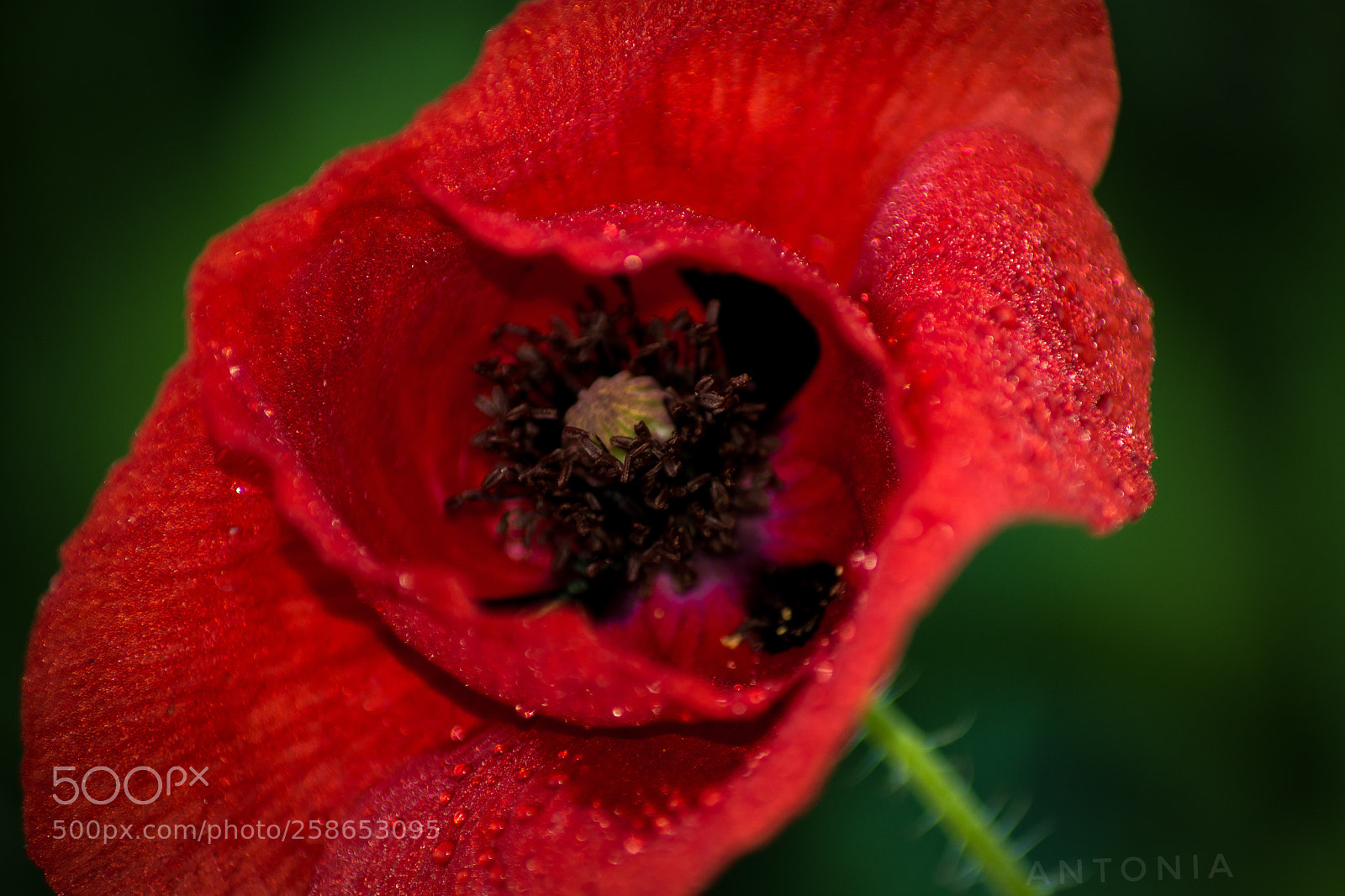 Nikon D7200 sample photo. Untitled photography