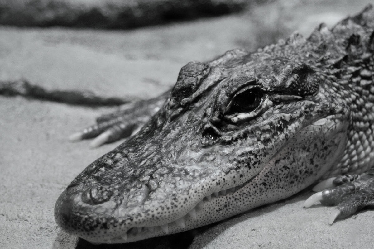 Canon EF 28-80mm f/3.5-5.6 USM sample photo. Alligator b+w photography