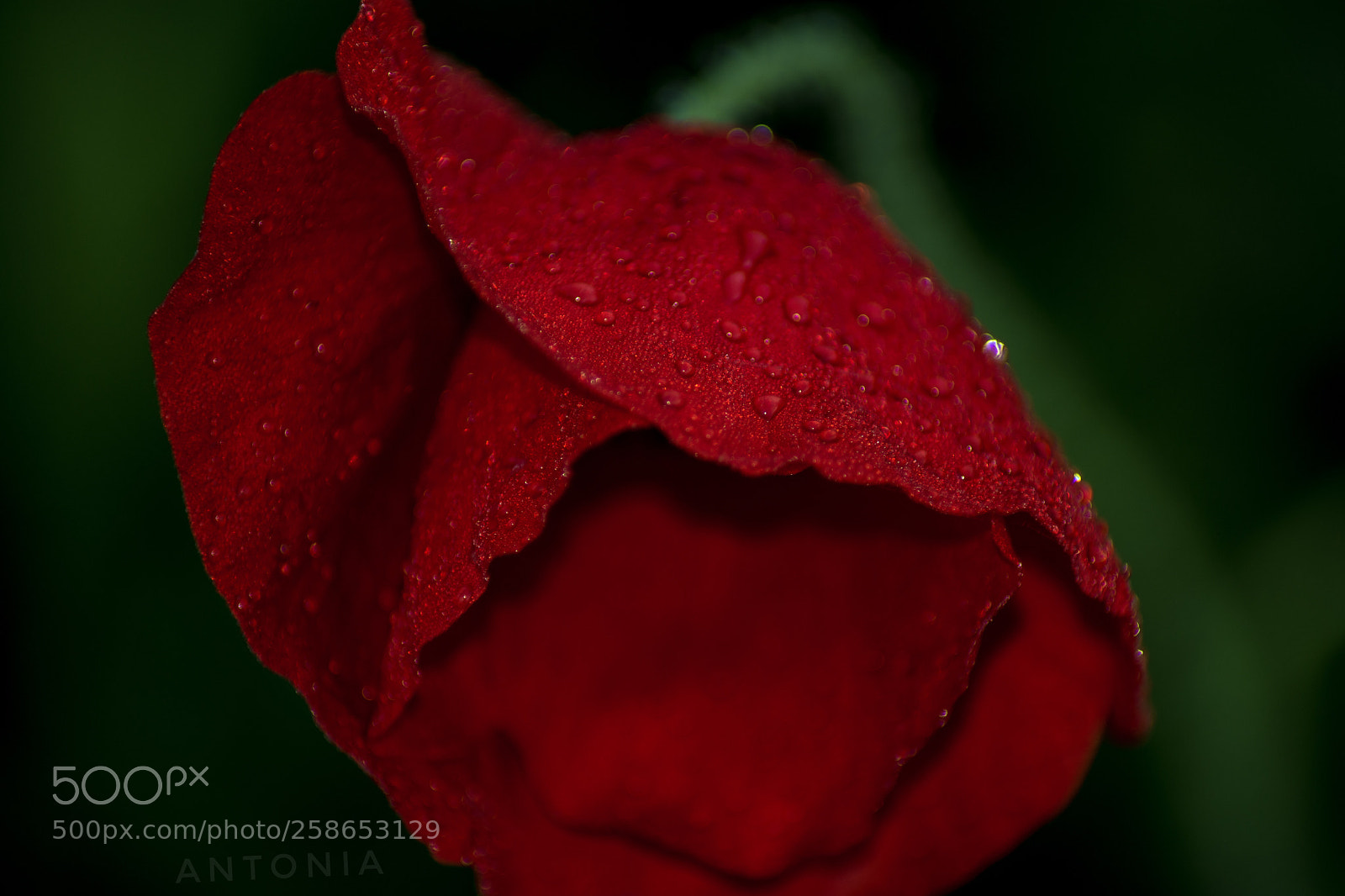 Nikon D7200 sample photo. Untitled photography