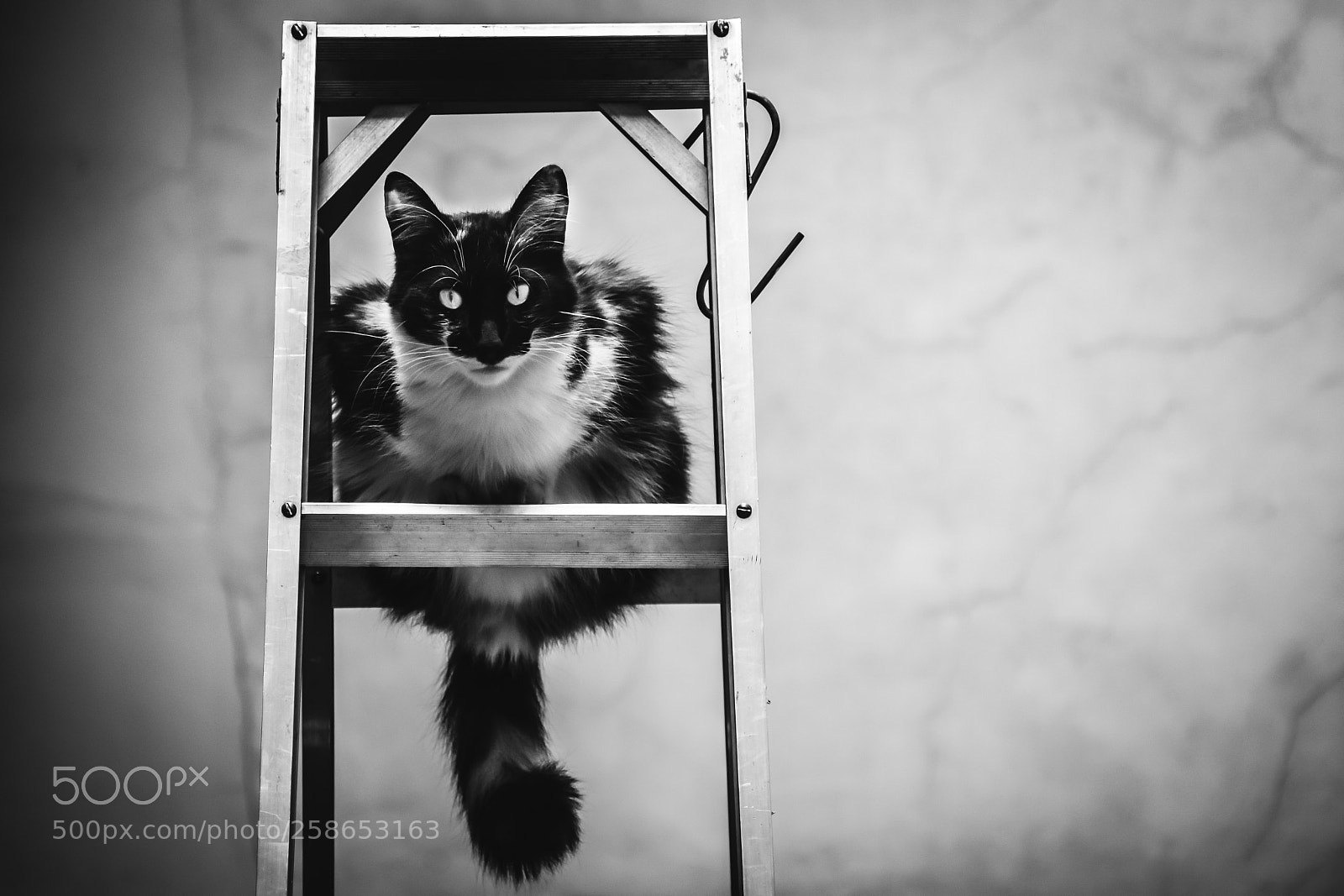 Nikon D7200 sample photo. Cat 4 photography