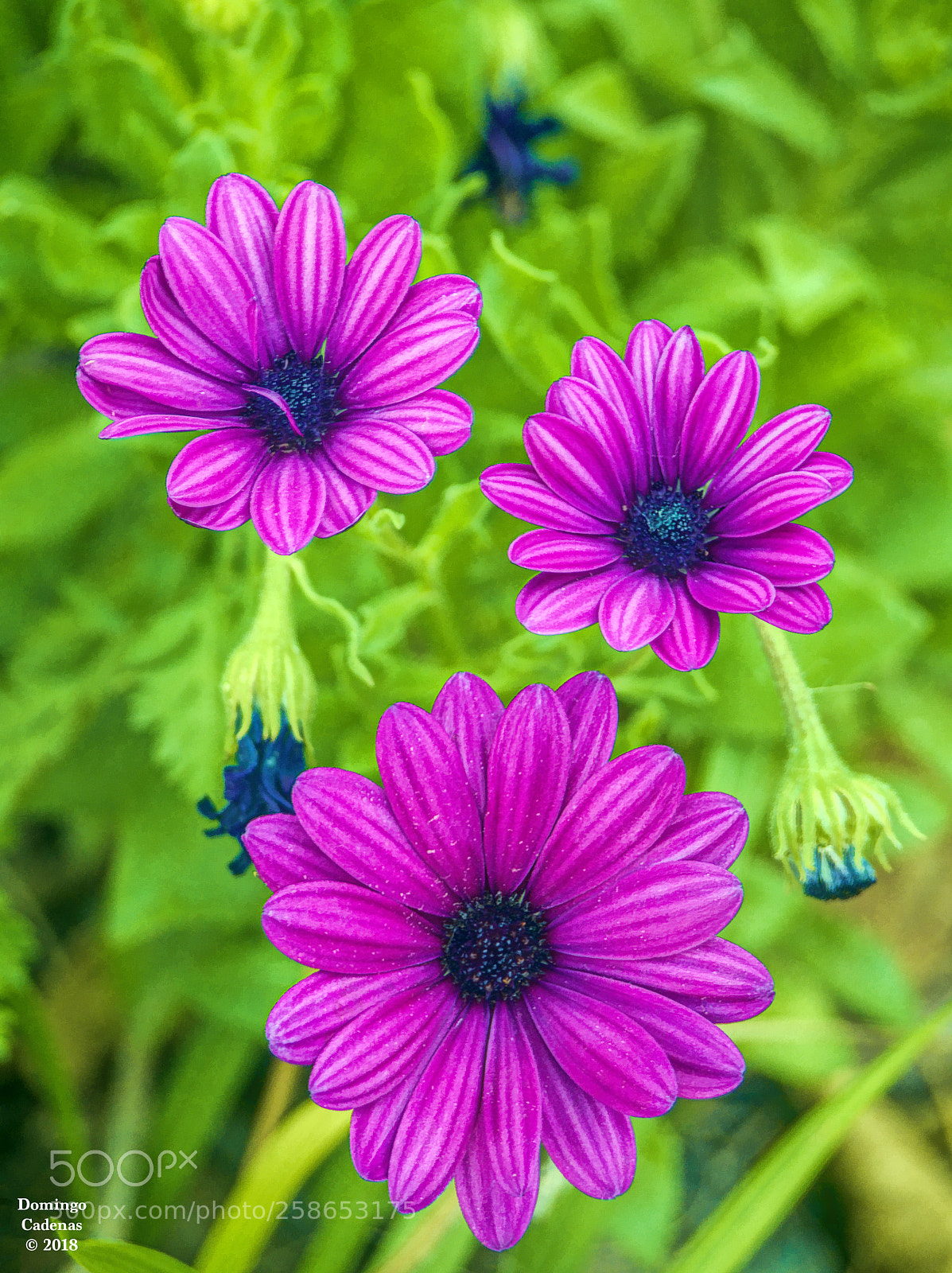 Olympus OM-D E-M10 II sample photo. Trio photography