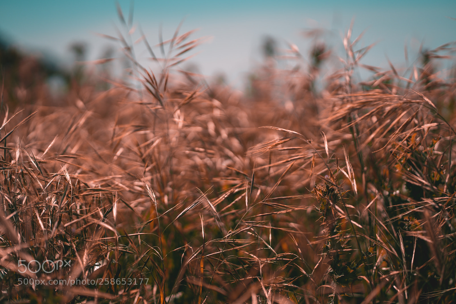 Sony a7R II sample photo. Wallpaper photography