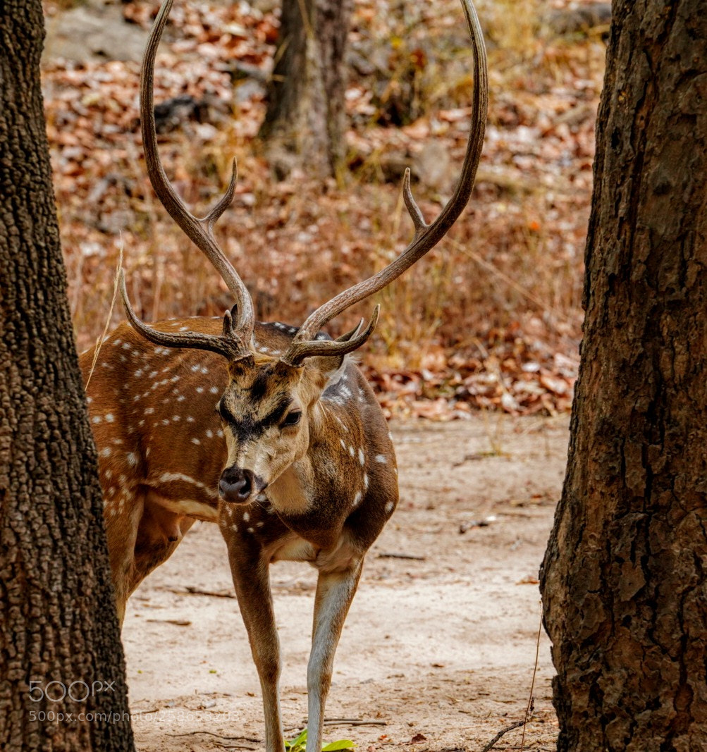 Sony a7R III sample photo. Untitled photography