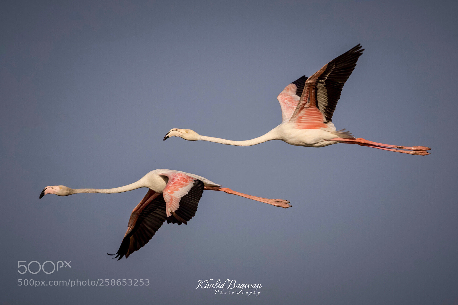 Canon EOS 7D Mark II sample photo. Greater flamingo in flight photography