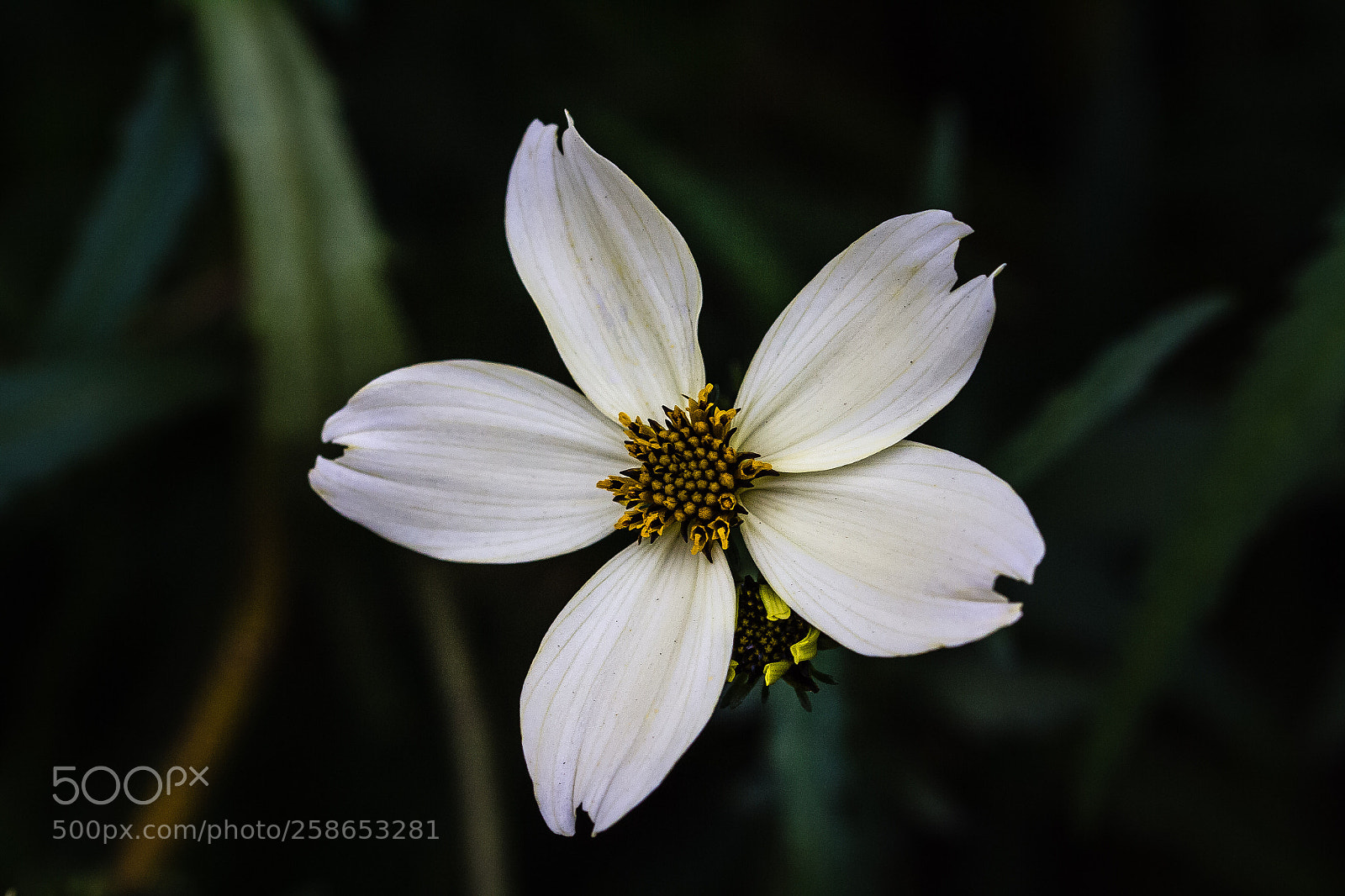 Canon EOS 60D sample photo. Bidens heterophylla photography