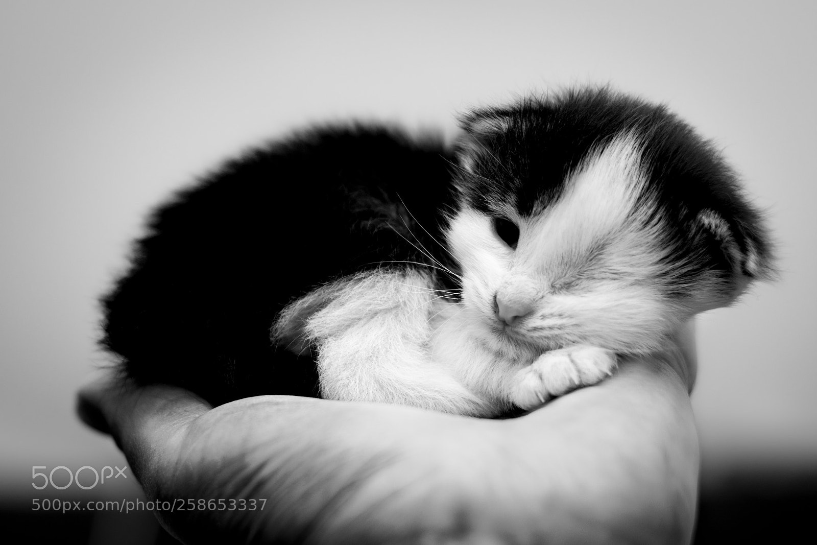 Nikon D7200 sample photo. Cat 5 photography