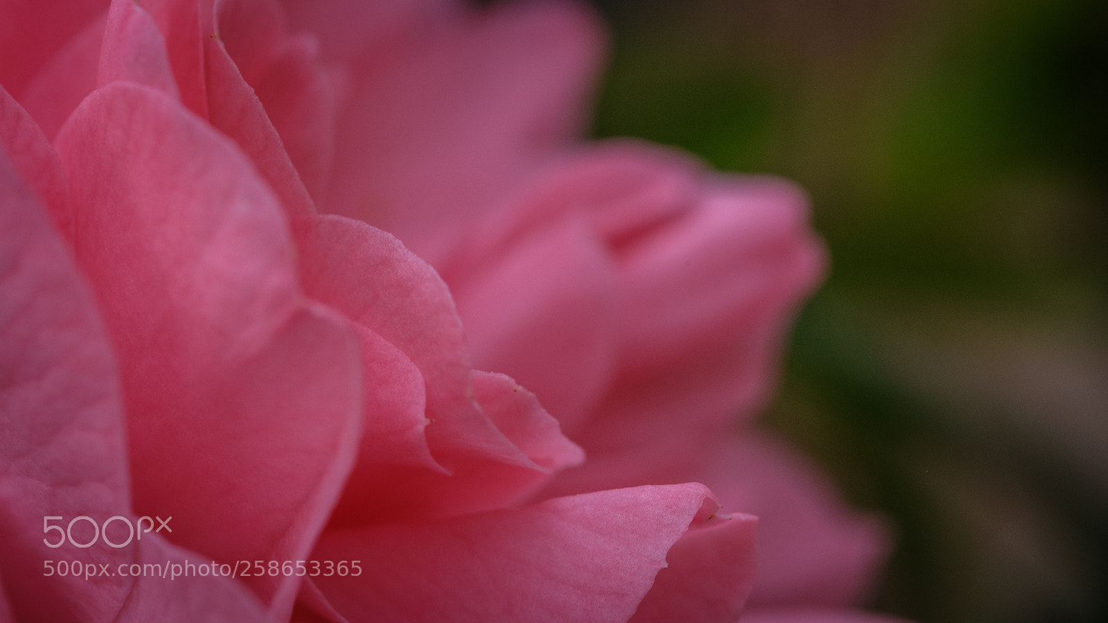 Fujifilm X-T2 sample photo. Colour nuances of pink photography
