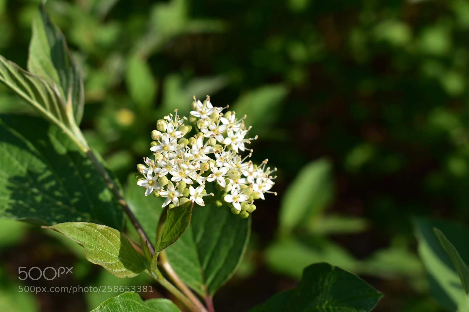 Nikon D5600 sample photo. Untitled photography