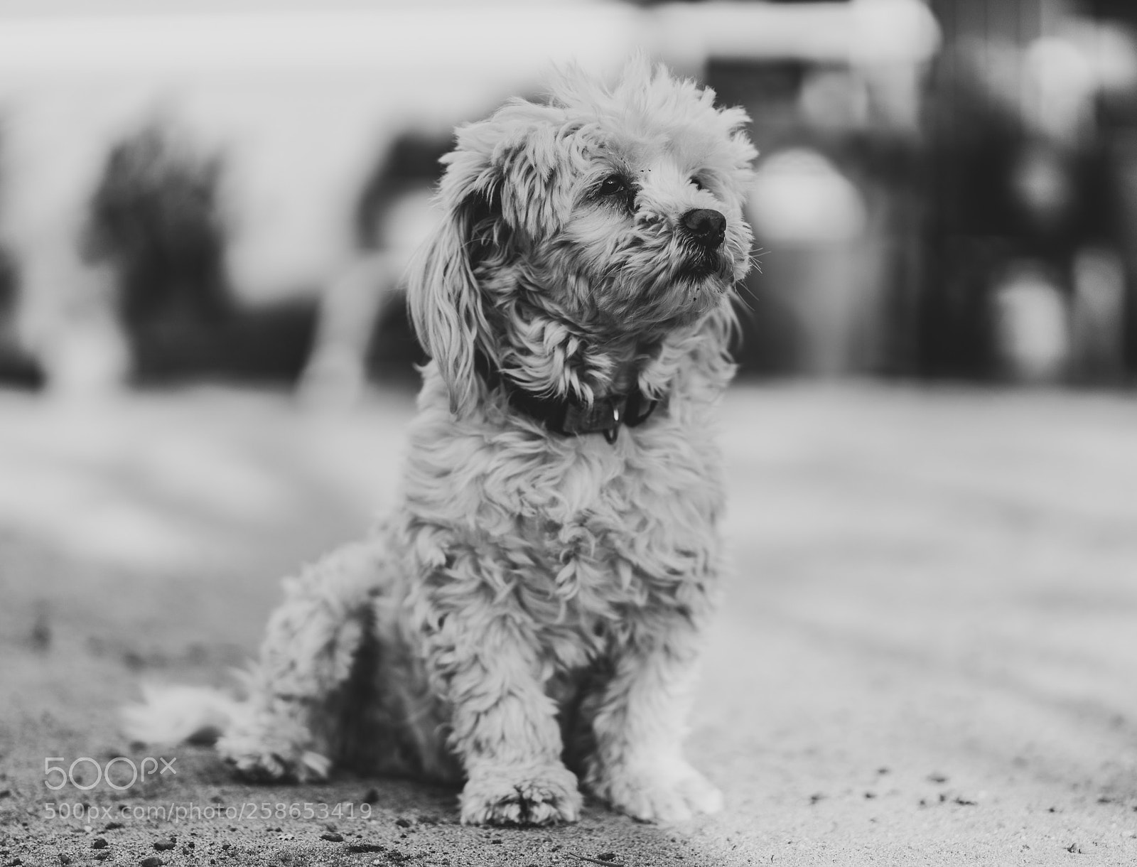 Sony a7R II sample photo. I see hope photography
