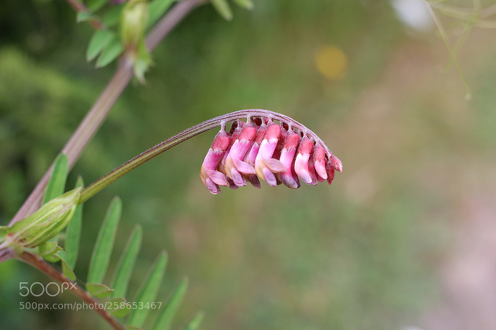Canon EOS 600D (Rebel EOS T3i / EOS Kiss X5) sample photo. California / wildflower photography