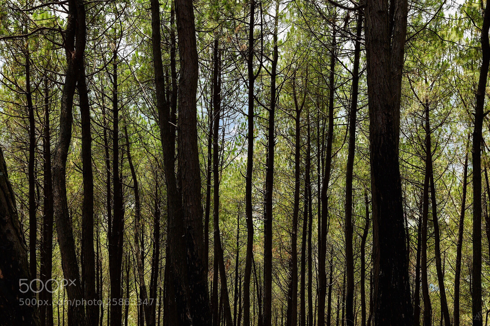 Canon EOS 6D sample photo. In too deep photography