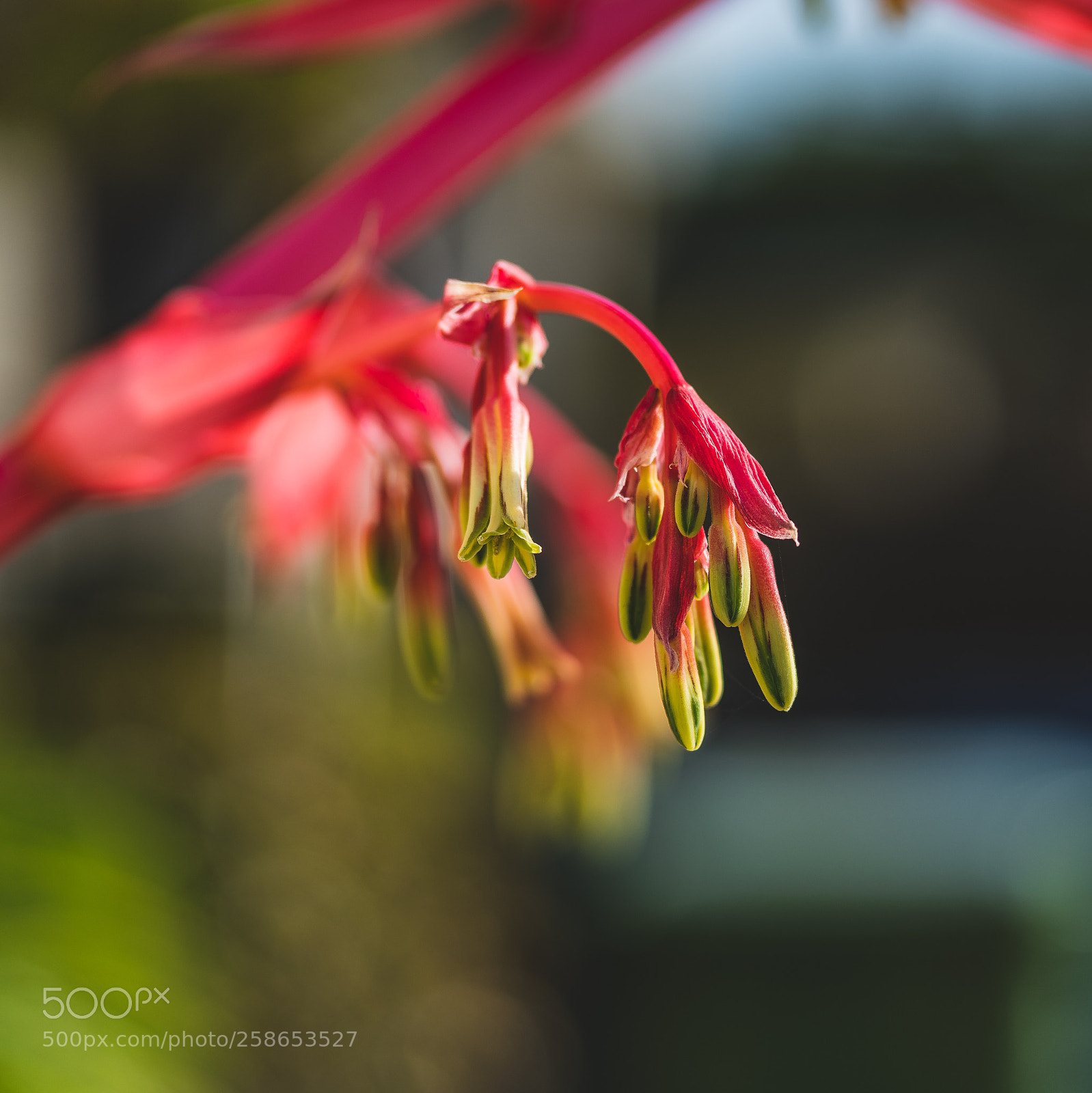 Sony a7R II sample photo. Wake up, time to photography