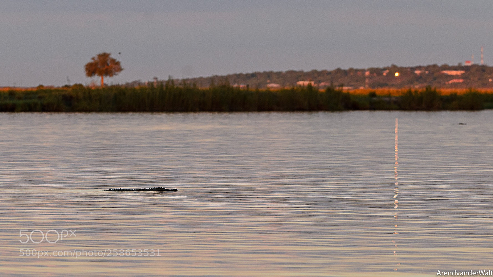 Nikon D7000 sample photo. Crocodile in river at photography