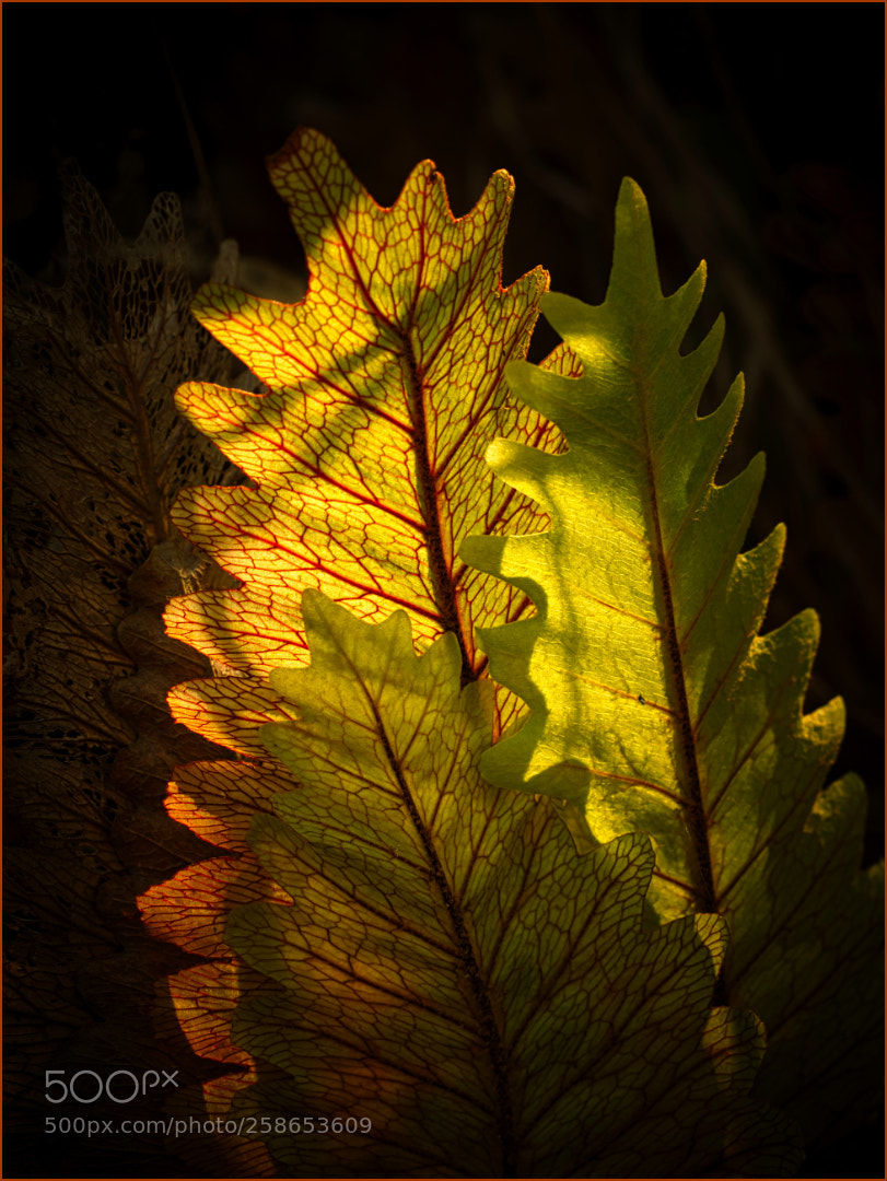 Olympus OM-D E-M1 Mark II sample photo. Basket fern photography