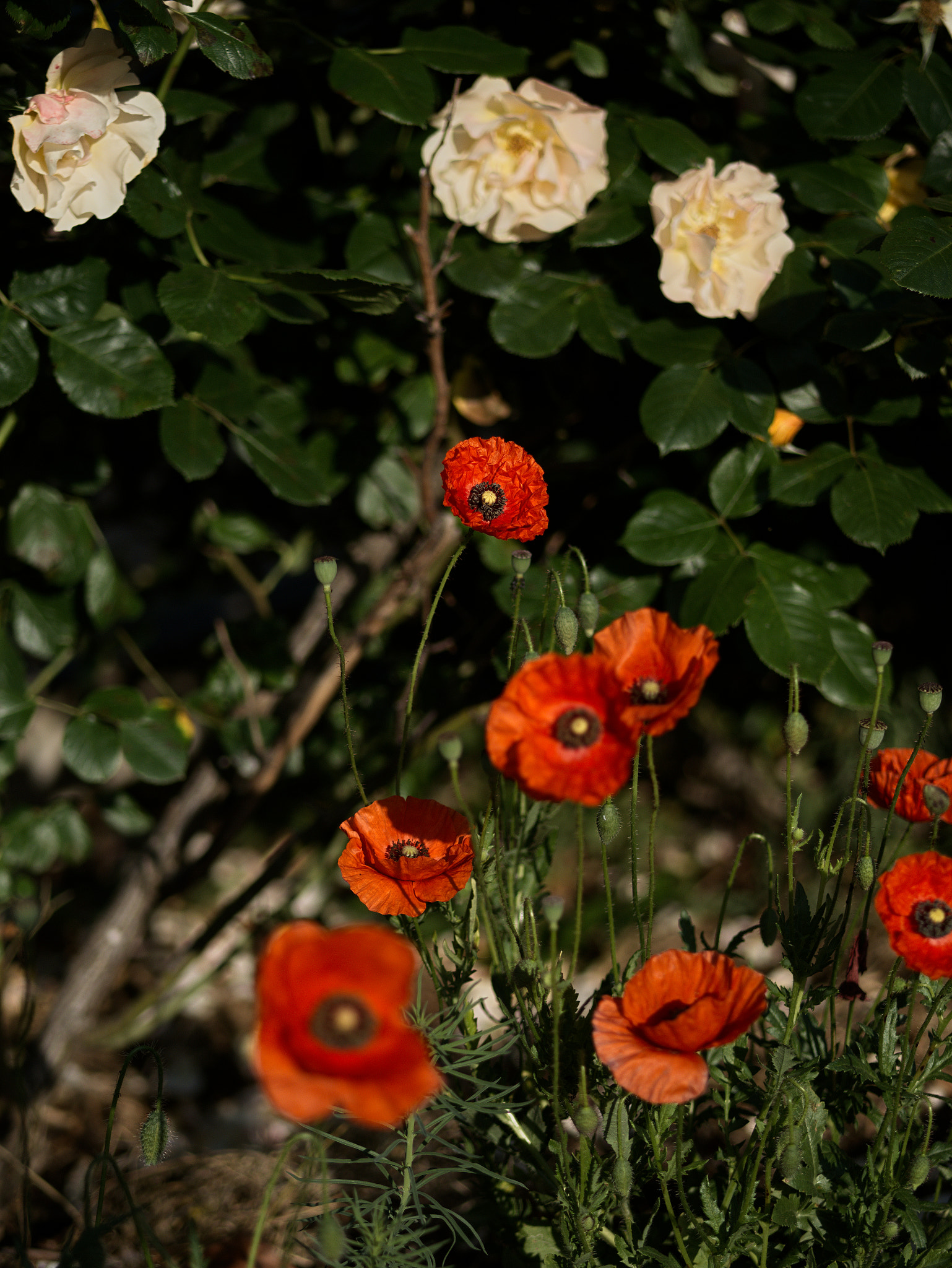 Panasonic Lumix DC-GX9 sample photo. Le printemps sur les parkings photography