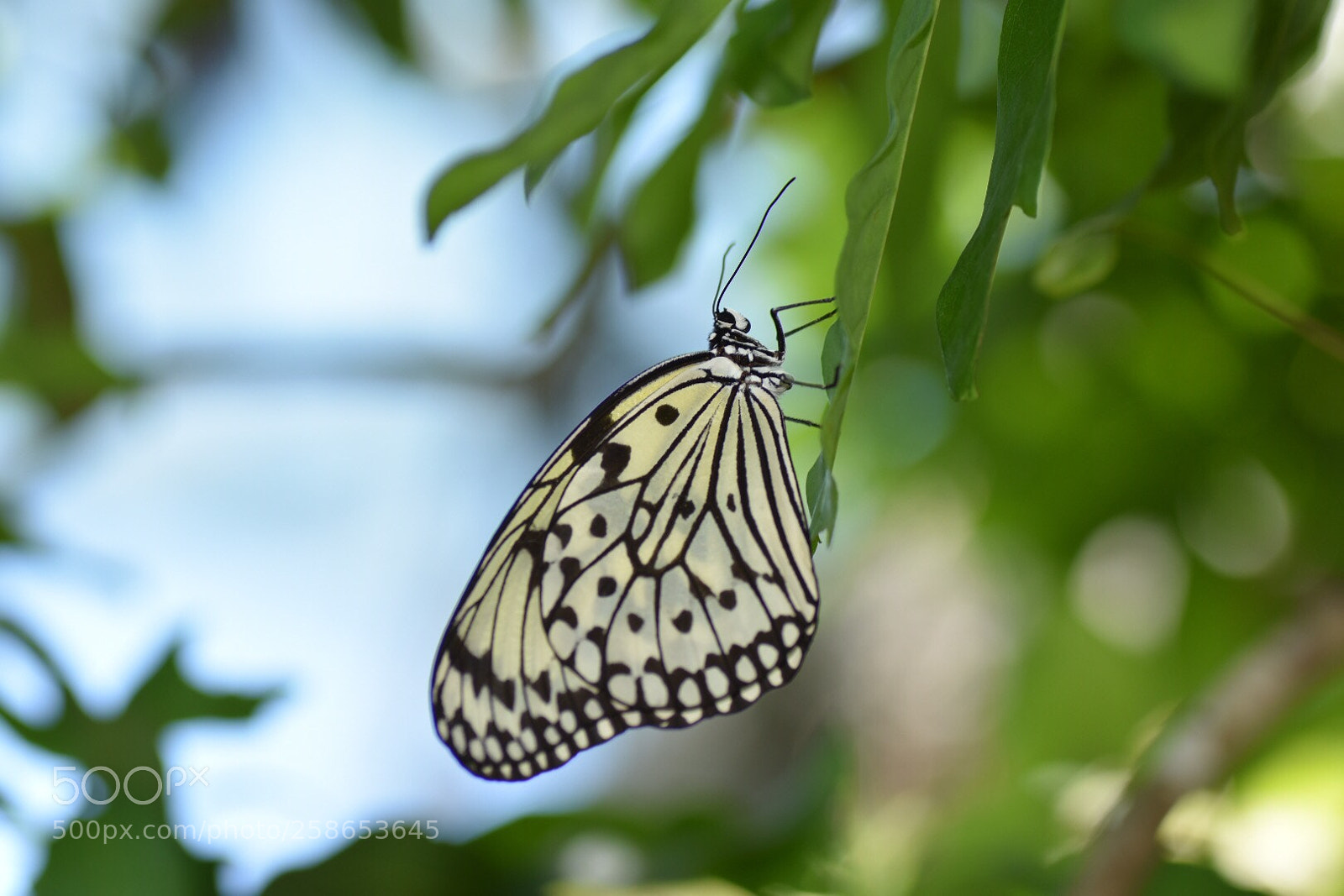 Nikon D7200 sample photo. Peacefully  photography
