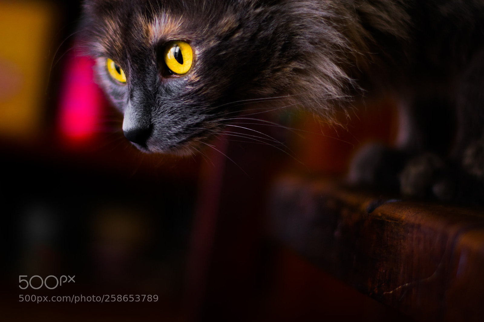 Nikon D3400 sample photo. Cat 6 photography