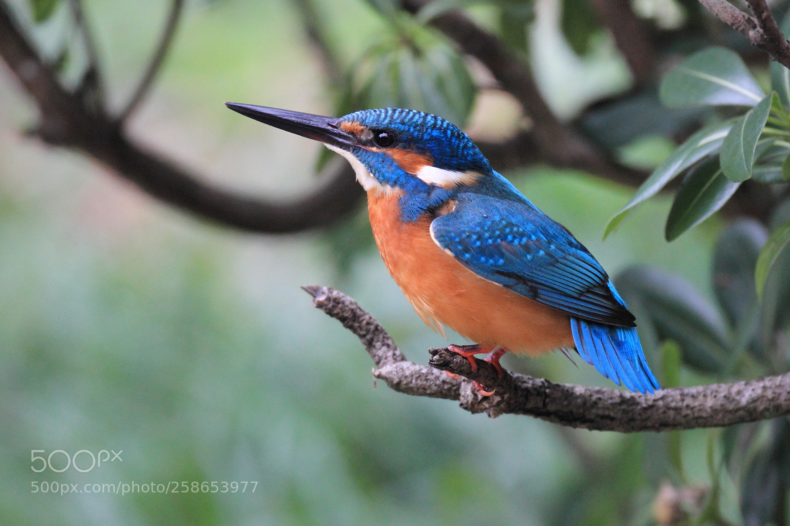 Canon EOS-1D Mark IV sample photo. カワセミ kingfisher  photography