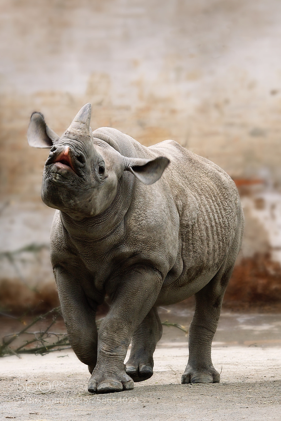 Canon EOS 50D sample photo. Rhinoceros photography