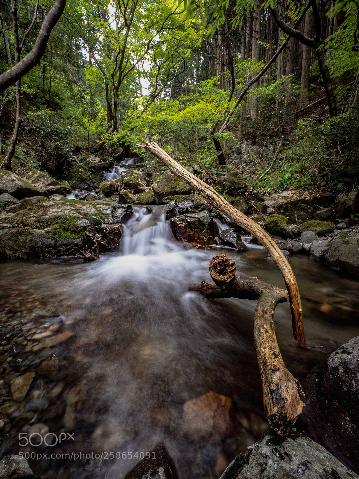 Olympus OM-D E-M1 Mark II sample photo. Driftwood photography