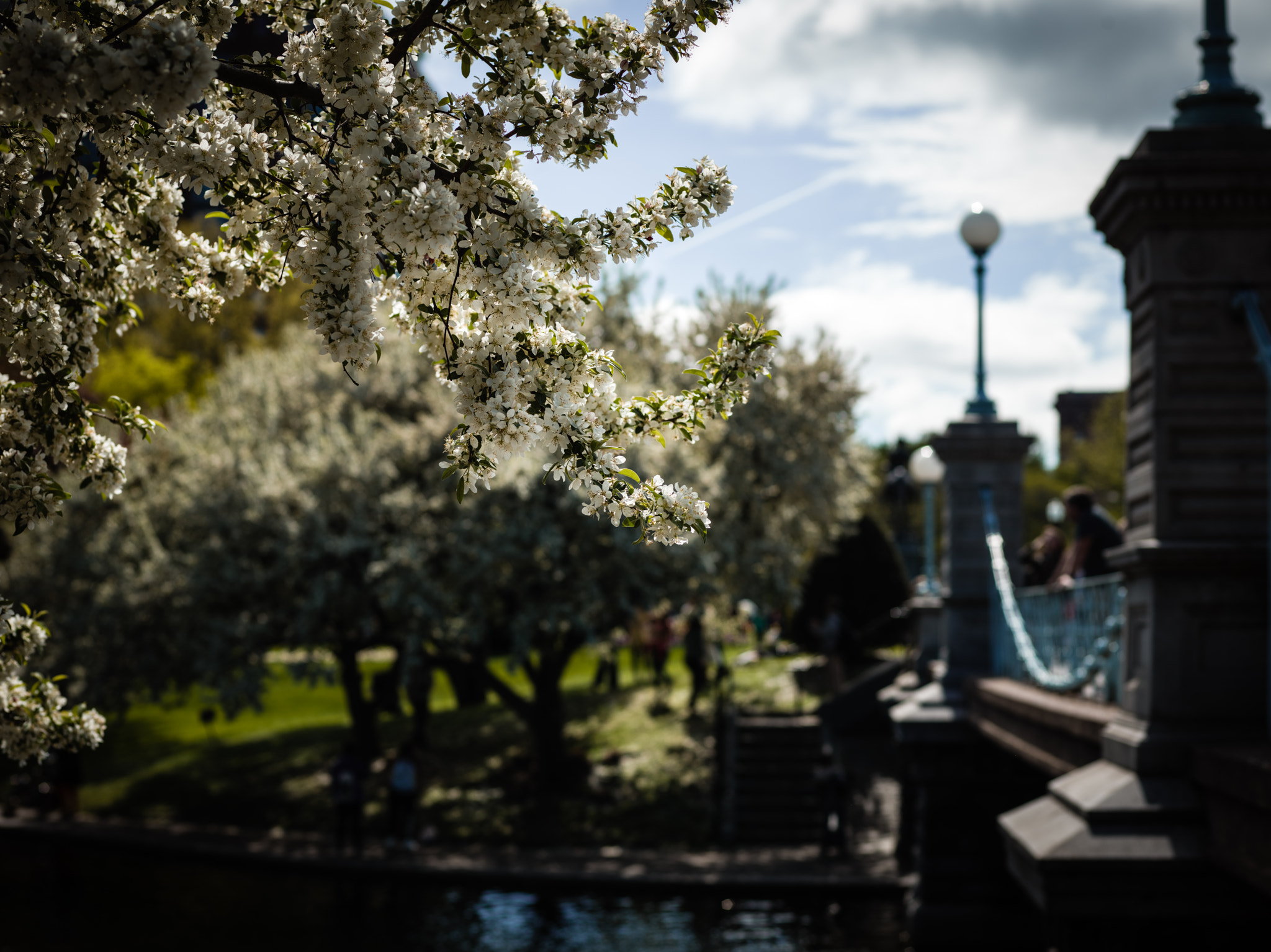 Phase One IQ3 50MP sample photo. Boston public garden photography