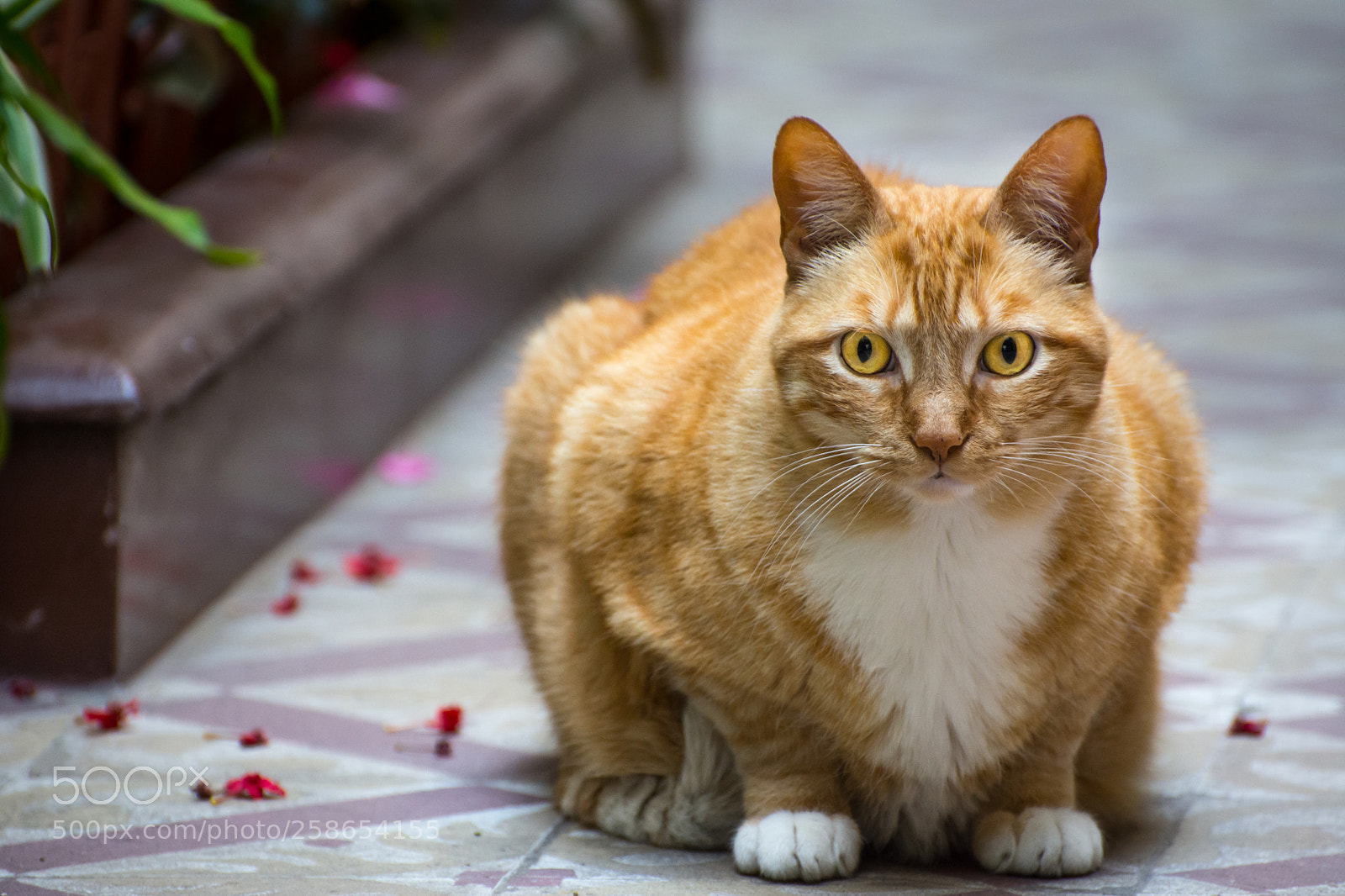 Nikon D7200 sample photo. Cat 7 photography