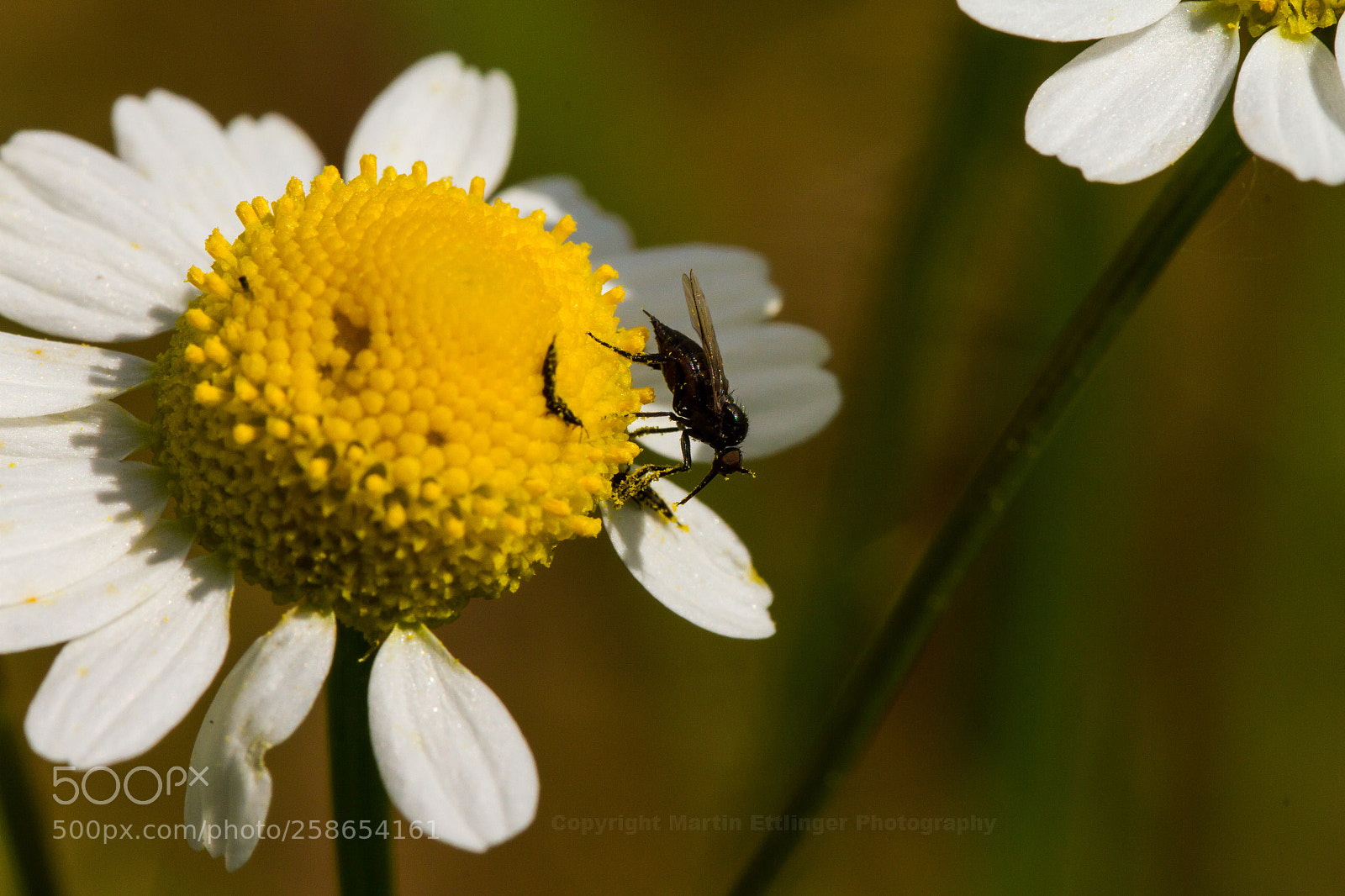 Canon EOS 7D sample photo. A really tiny fly photography